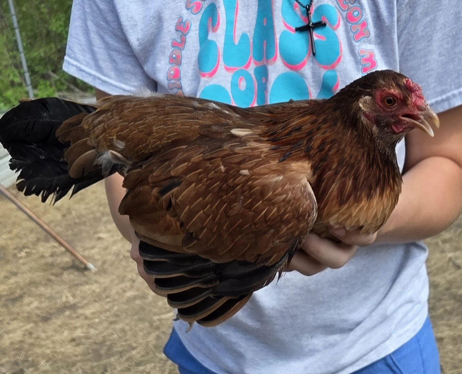 Yellow Leg Hatch Pair (P-041026)