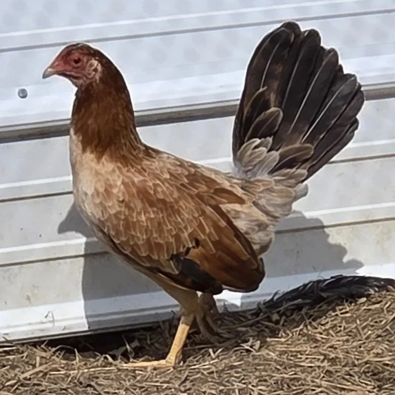 Yellow Leg Hatch Pair (P-041026)