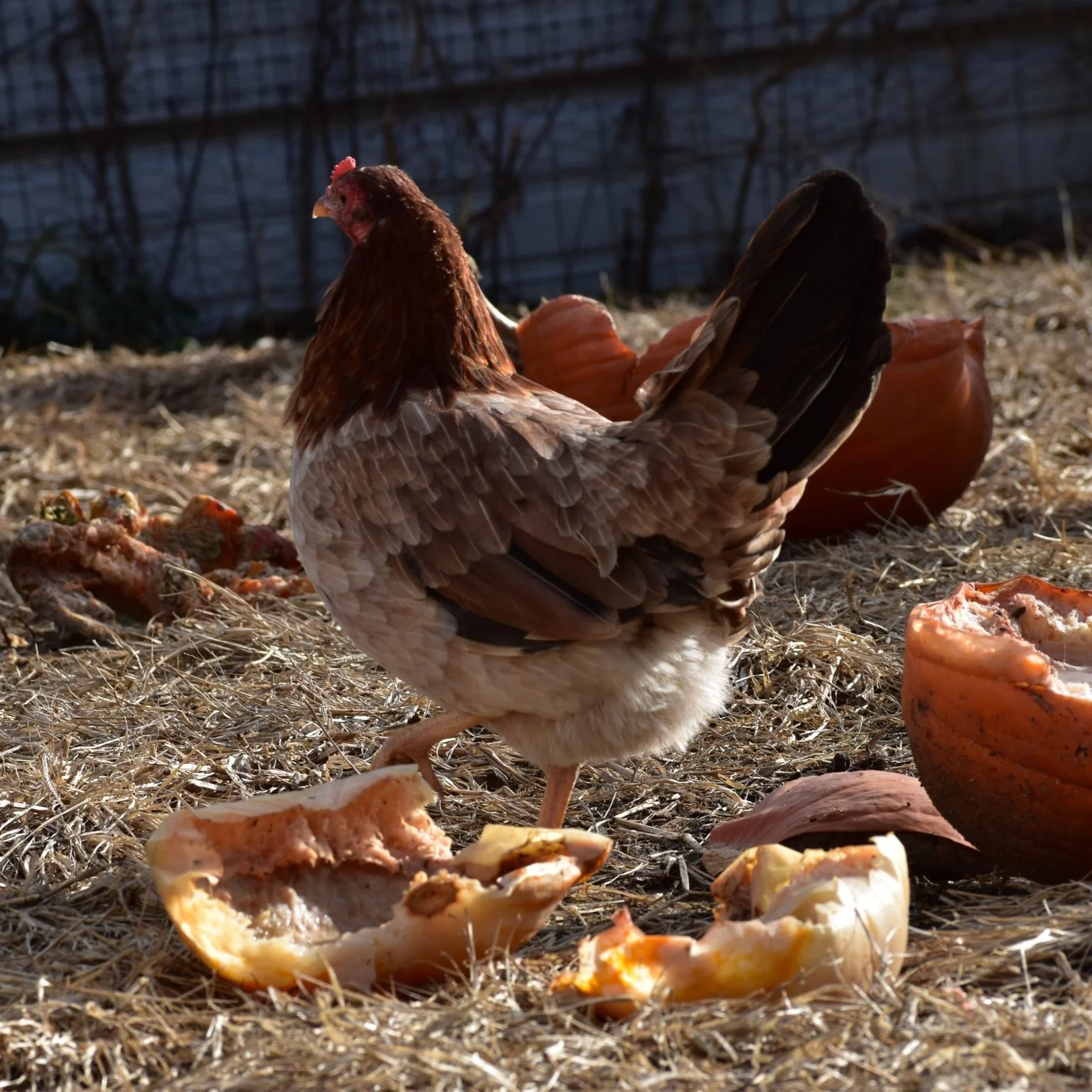 Radio Stag (J102124) Your One Stop Poultry Supply Shop!