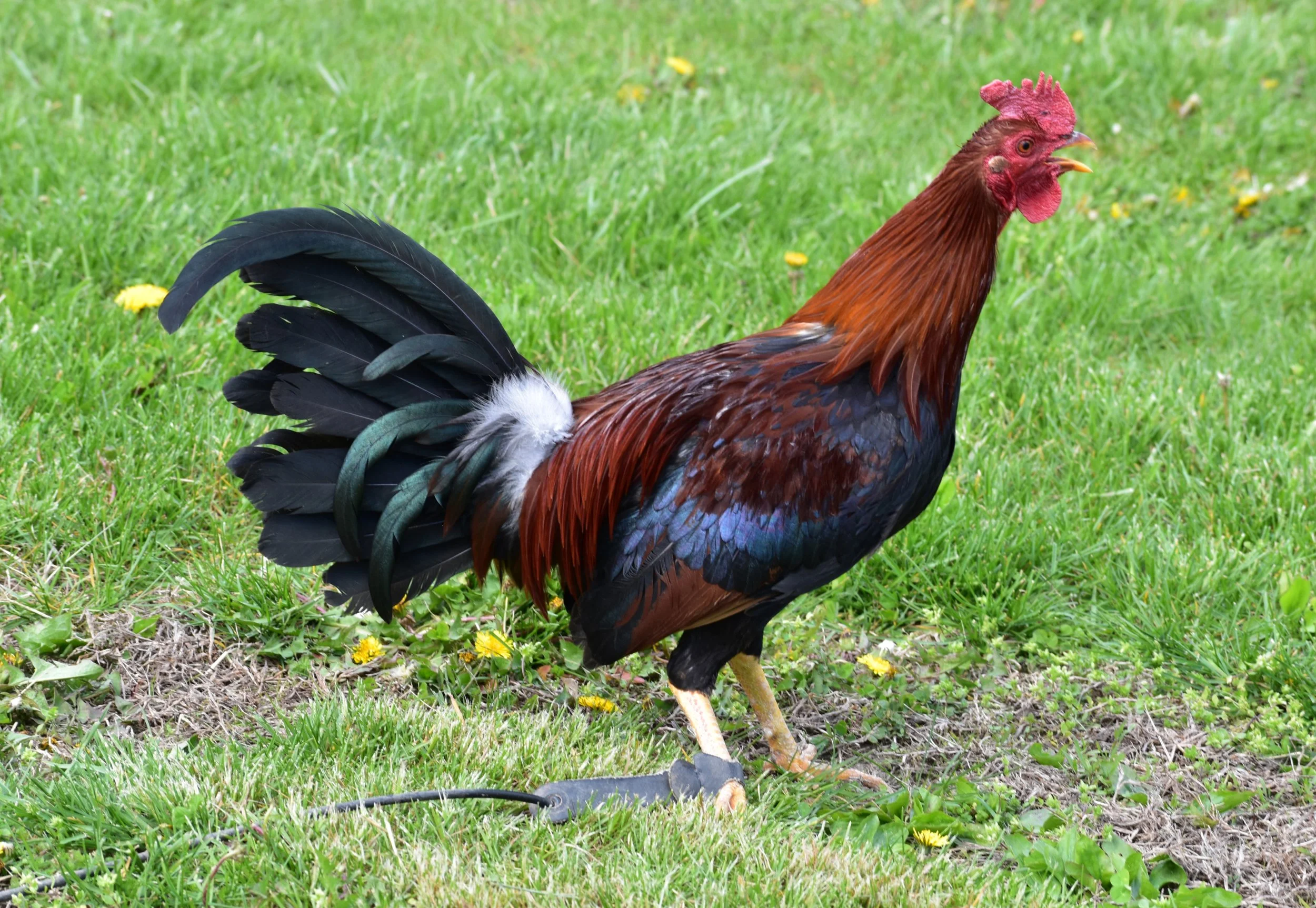 Madigan Claret Stag (7-041026)