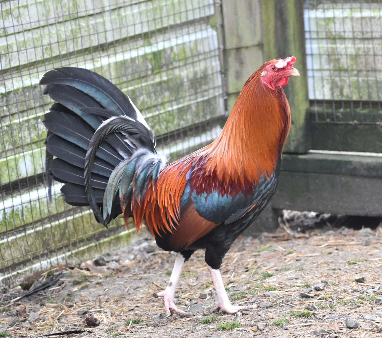Lacy Roundhead | Pinnon Hatch Farms