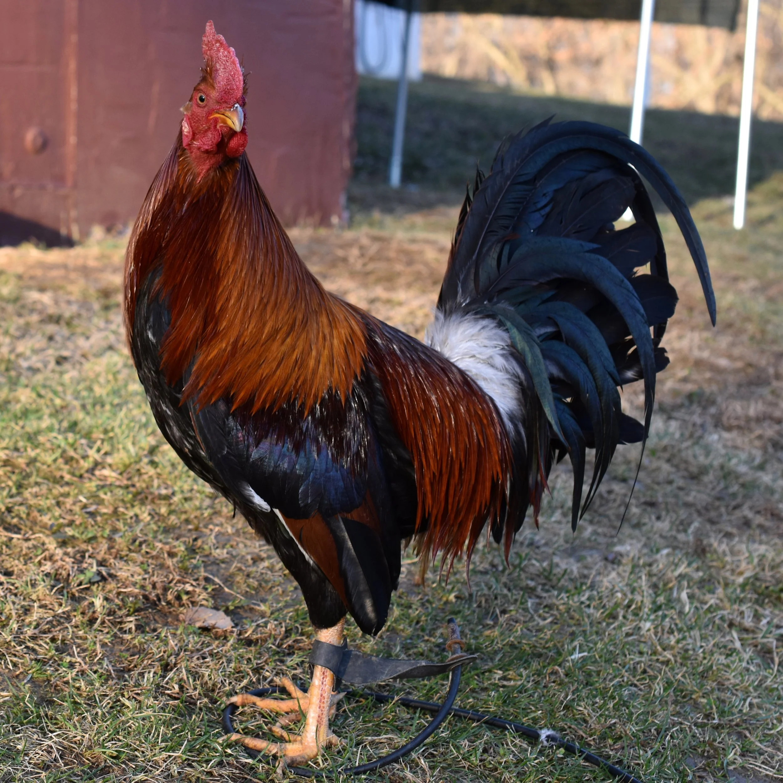 Hatch Rooster Breeds