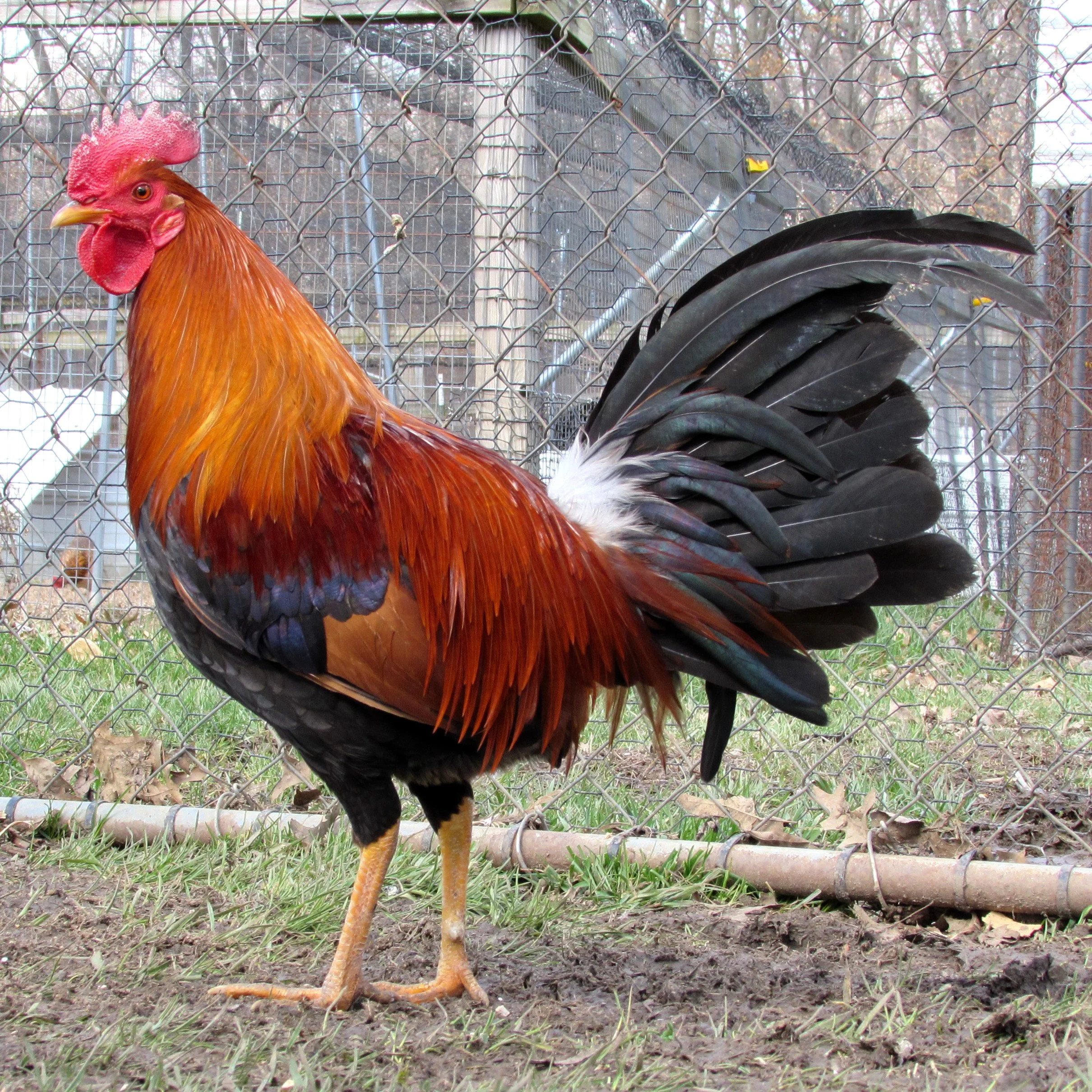 Radio Stags & Pullets | Pinnon Hatch Farms