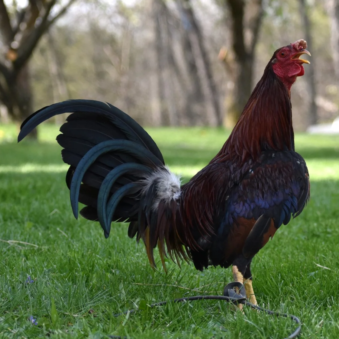 Reb Williams Albany Stag (H2-041026)