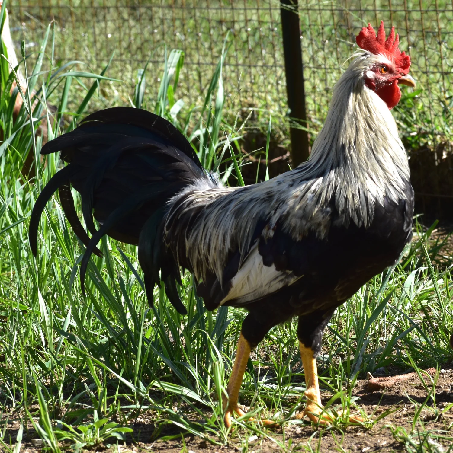 Ginn Grey Toppy | Pinnon Hatch Farms