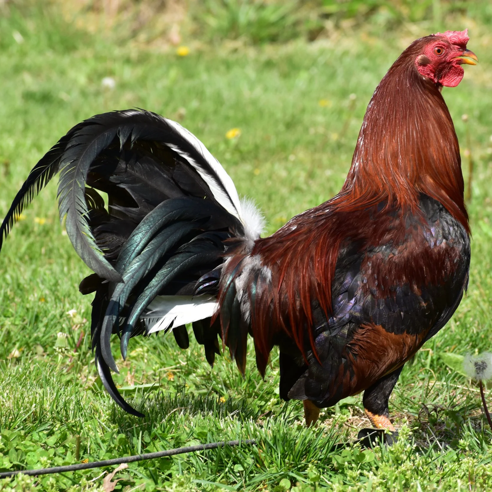 Yellow Leg Hatch Stag (J-041026)