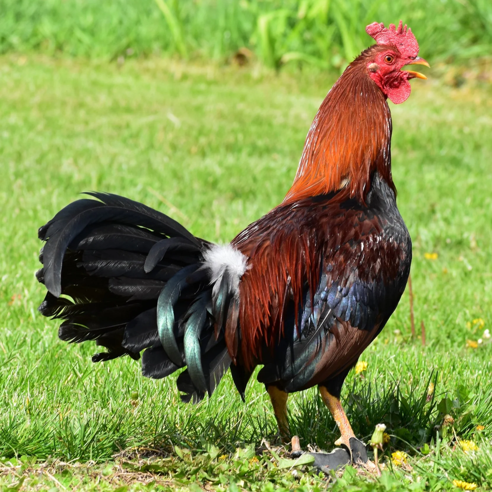 Madigan Claret Stag (7-041026)