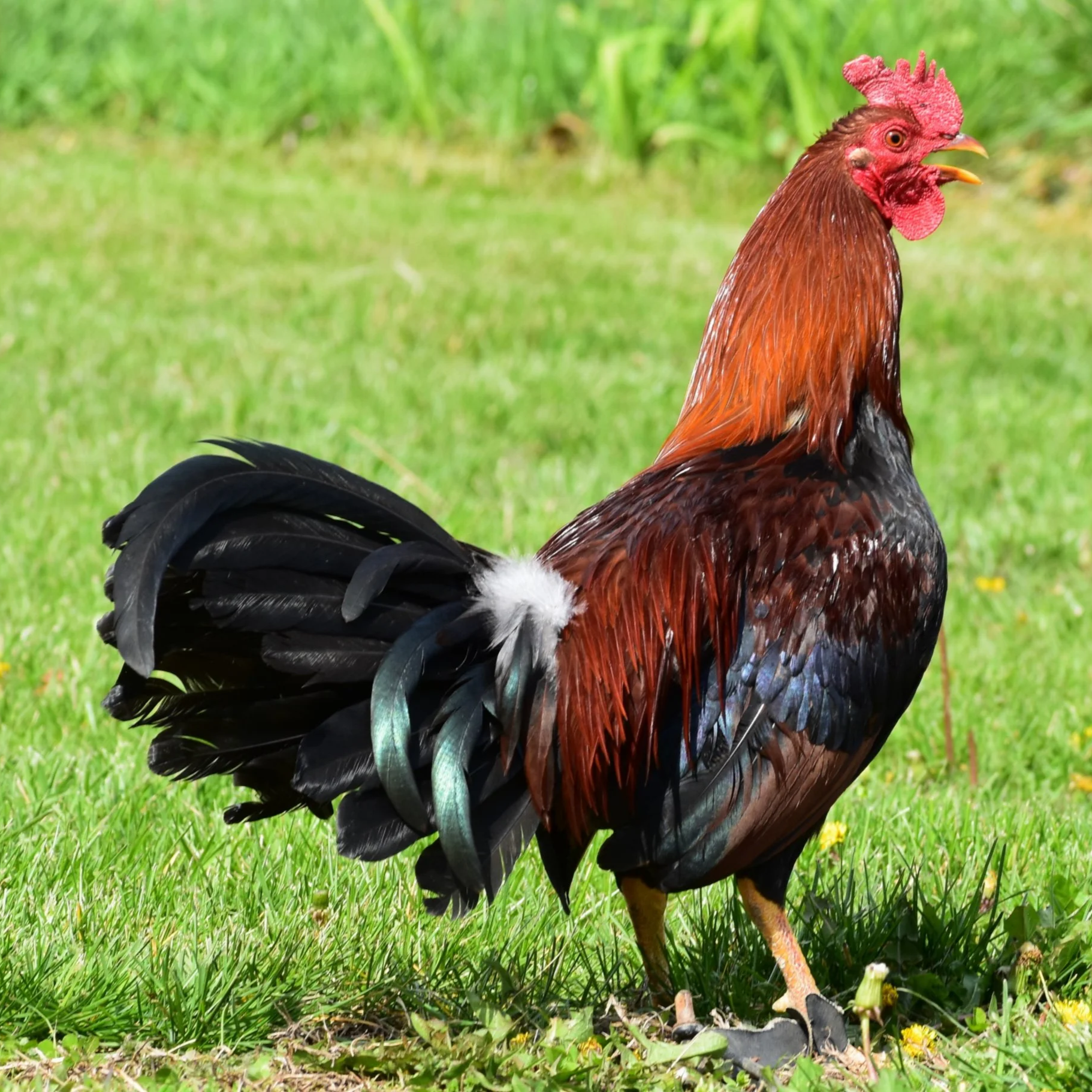 Madigan Claret Stag (7-041026)