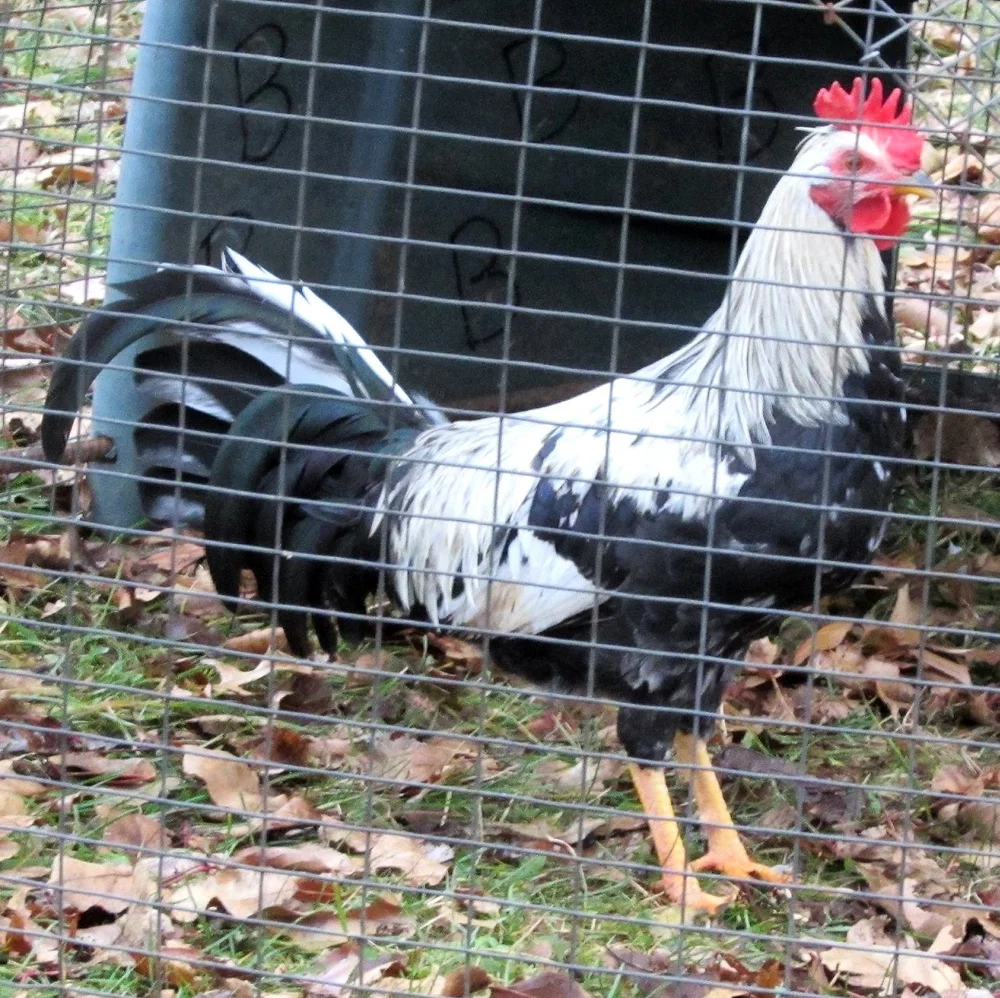 Ginn Grey Toppy | Pinnon Hatch Farms