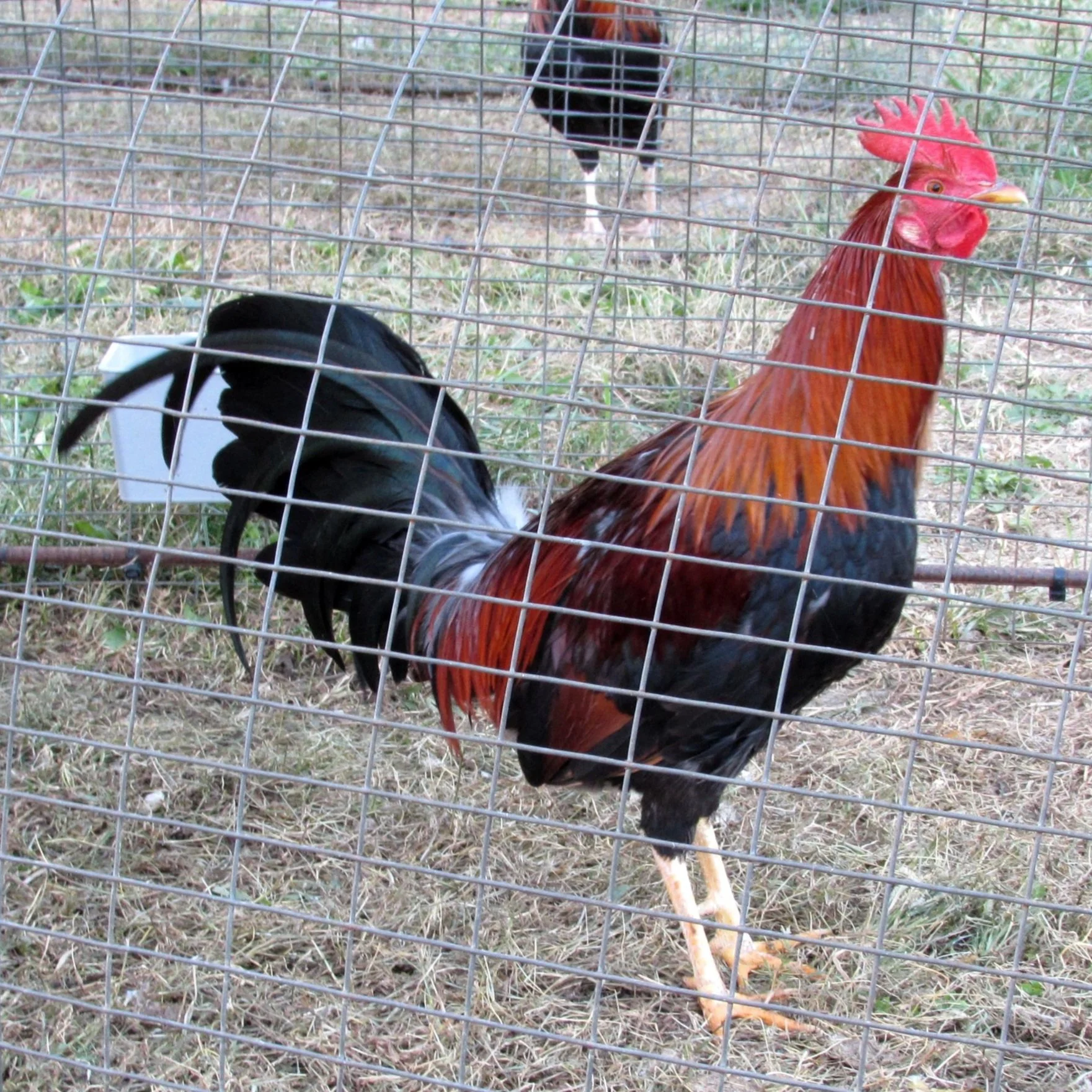 Radio Stag (J102124) Your One Stop Poultry Supply Shop!