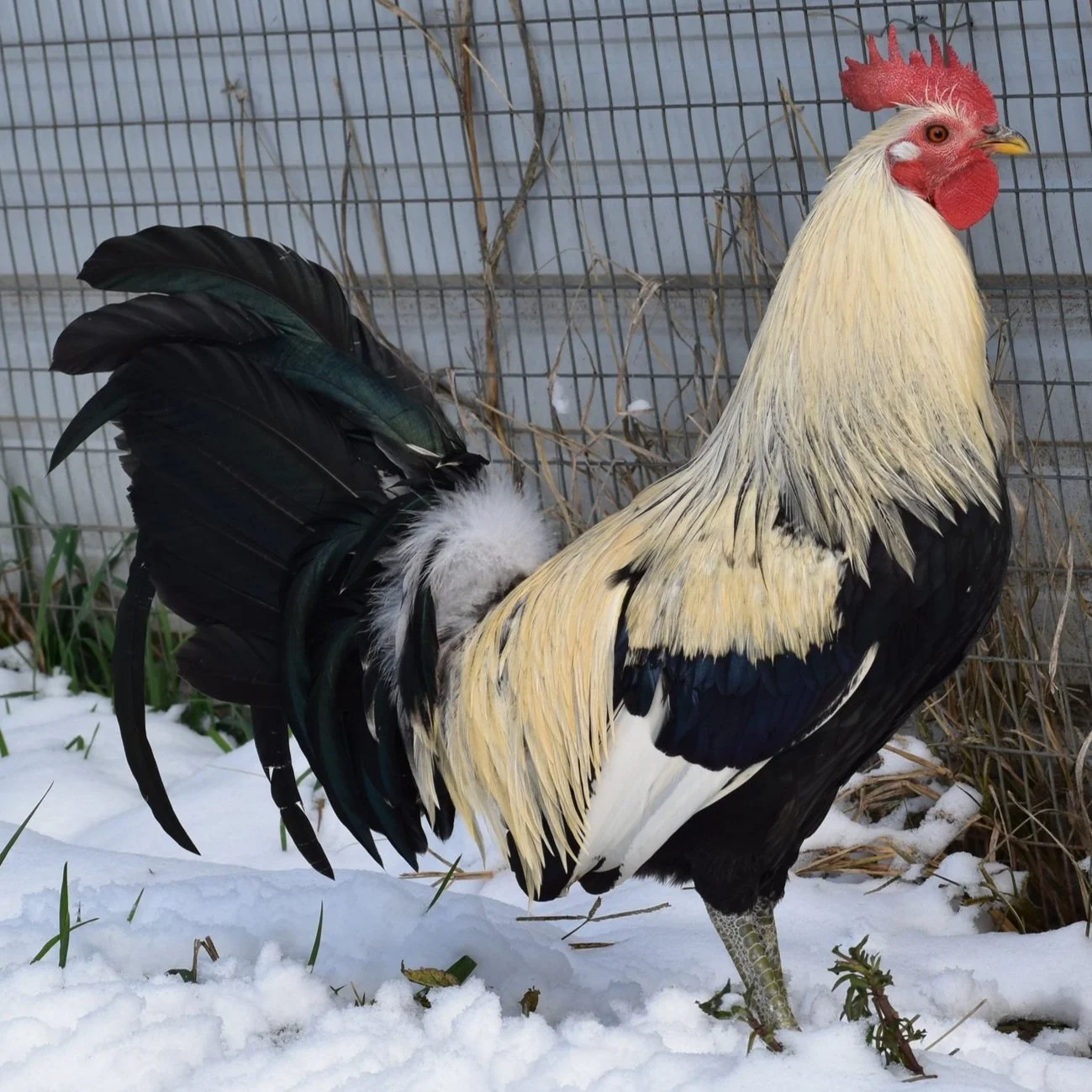 Regular Grey Grey Rooster
