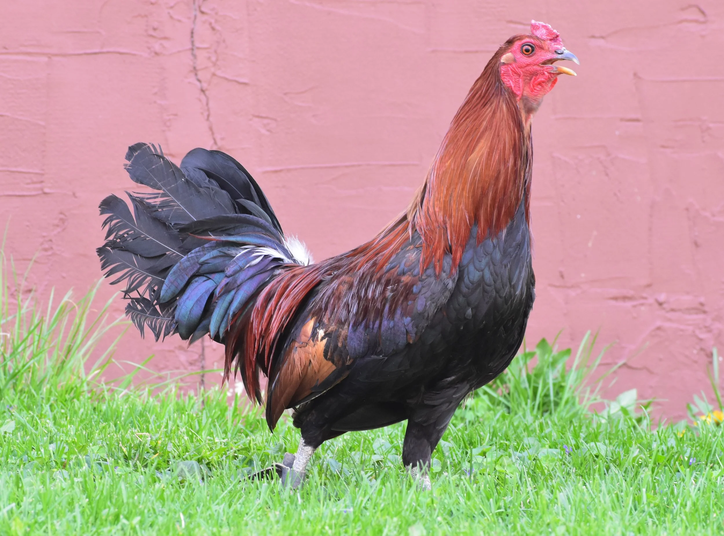 Rat Graves Leiper Stag (W-041026)