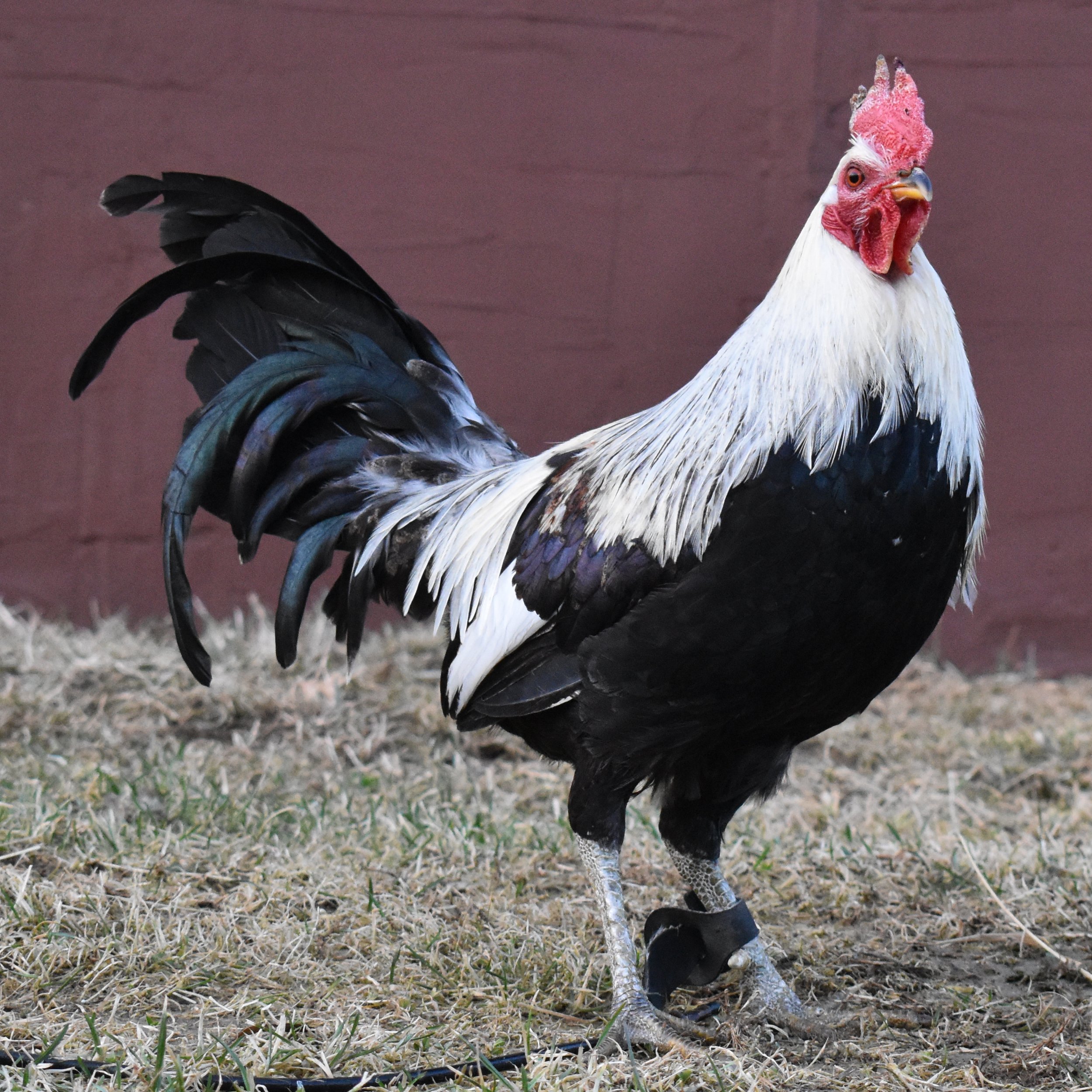 Radio Stag (D-031325) | Your One Stop Poultry Supply Shop! Radio Stag (D-031325) | Your One Stop Poultry Supply Shop!