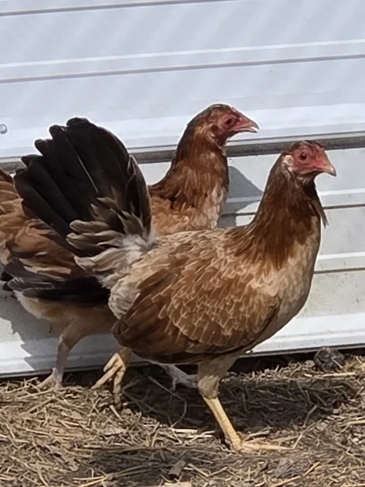 Yellow Leg Hatch Pair (P-041026)