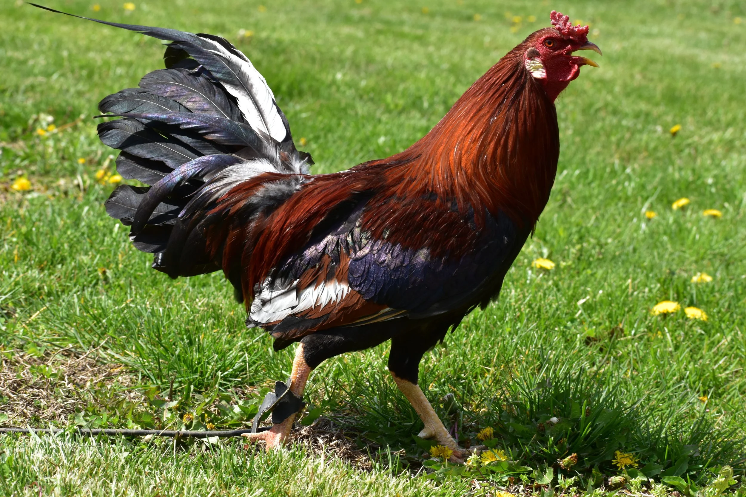 Yellow Leg Hatch Stag (M-041026)