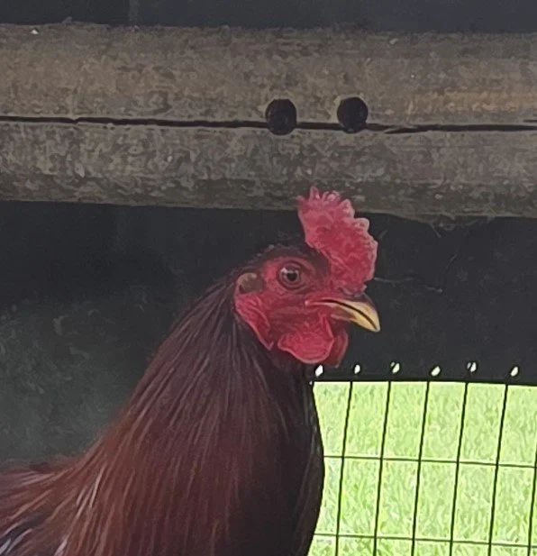 Madigan Claret Stag (B-041026)