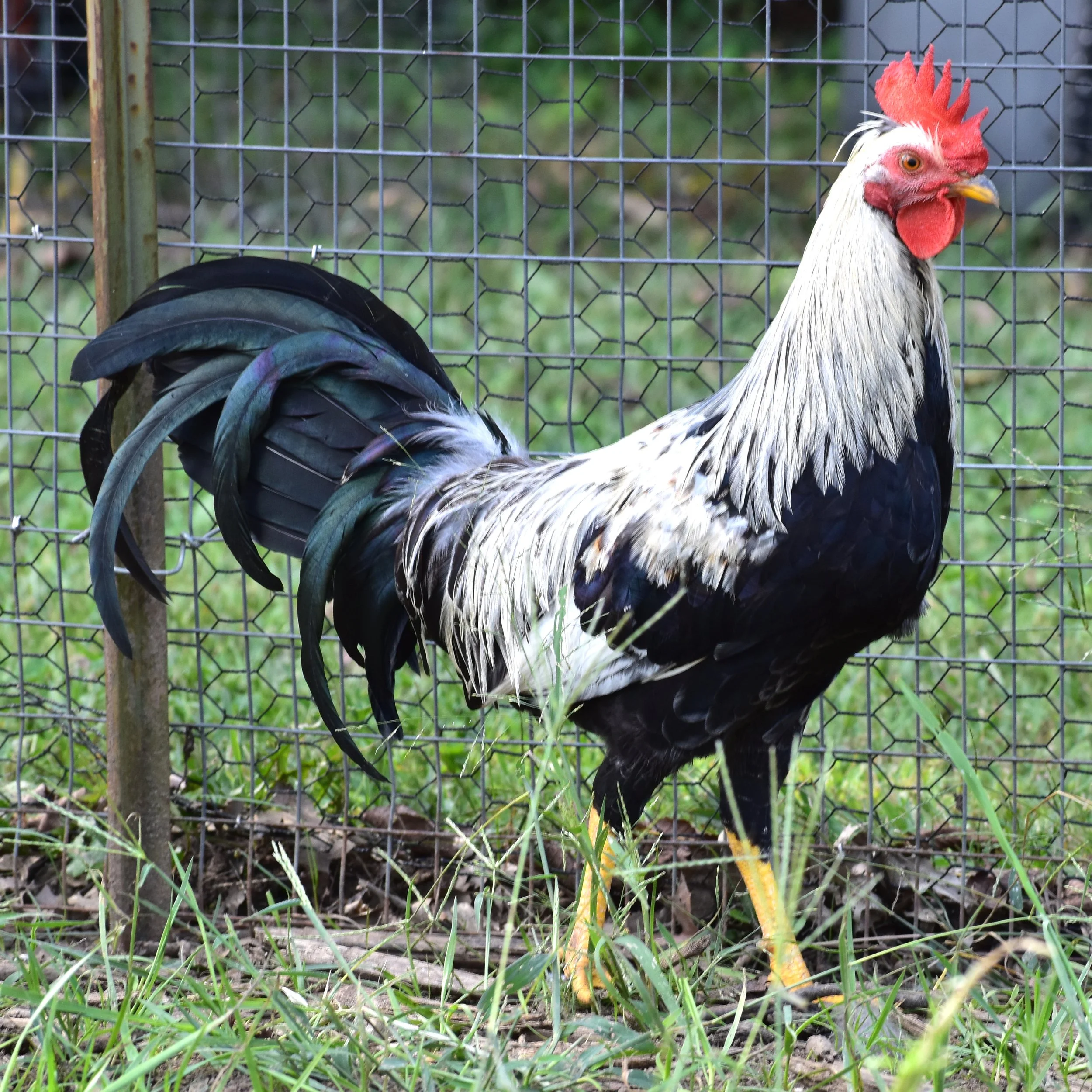 Ginn Grey Toppy | Pinnon Hatch Farms