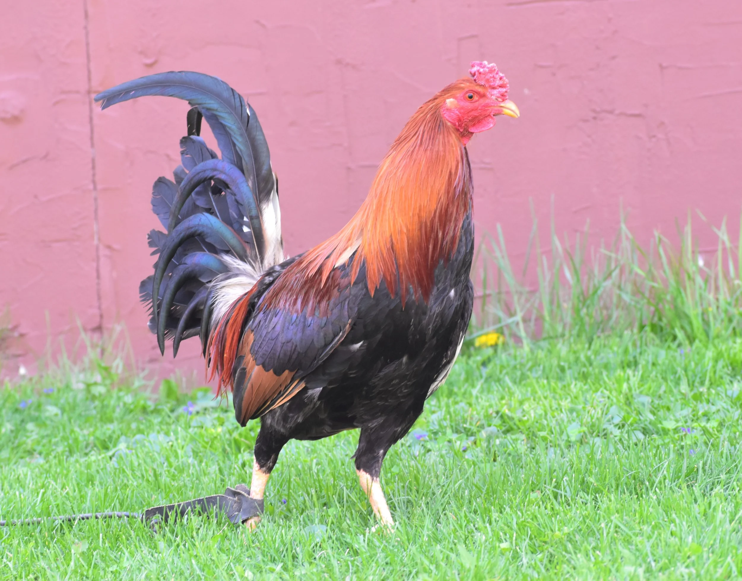 Reb Williams Albany Stag (H3-041026)