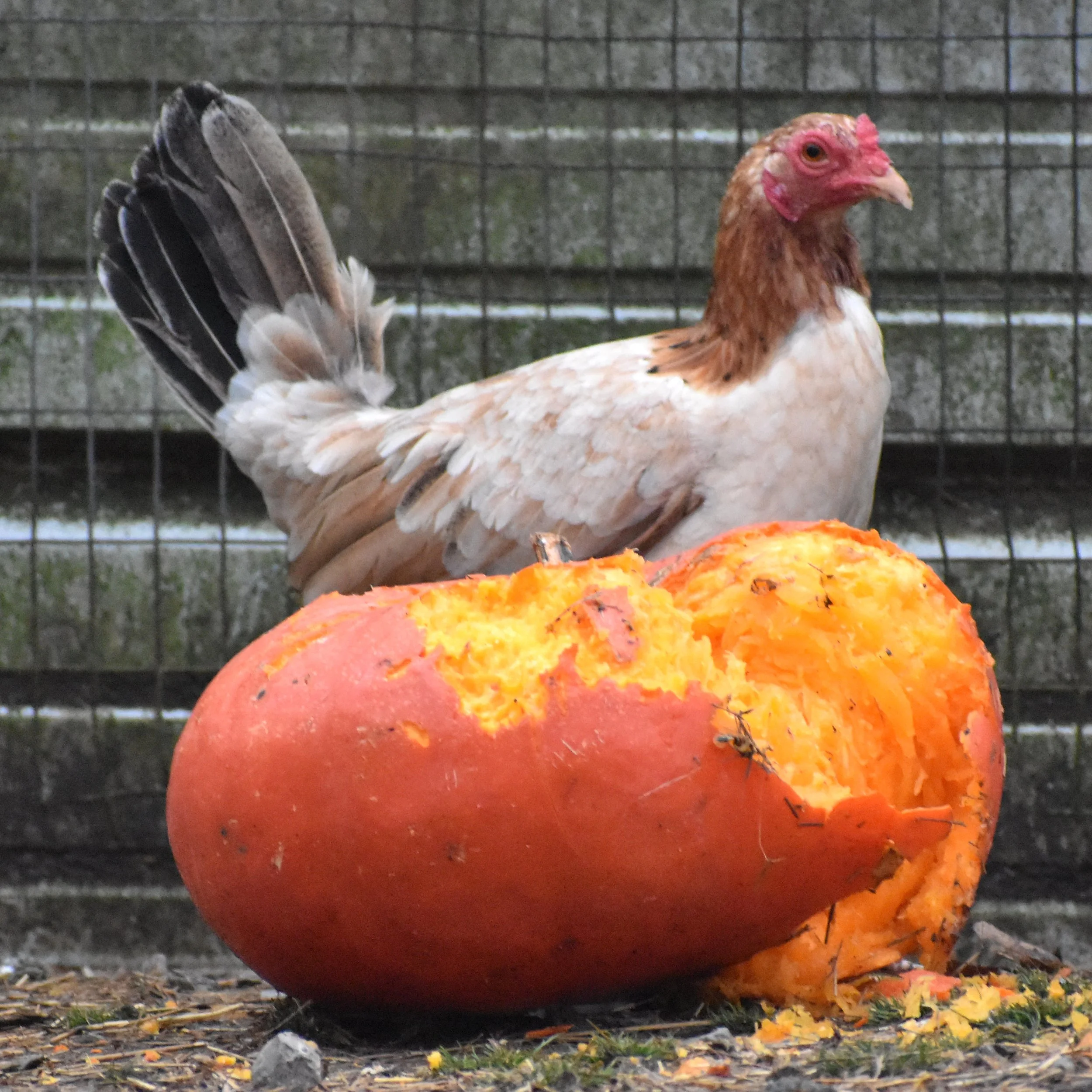 Lacy Roundhead | Pinnon Hatch Farms