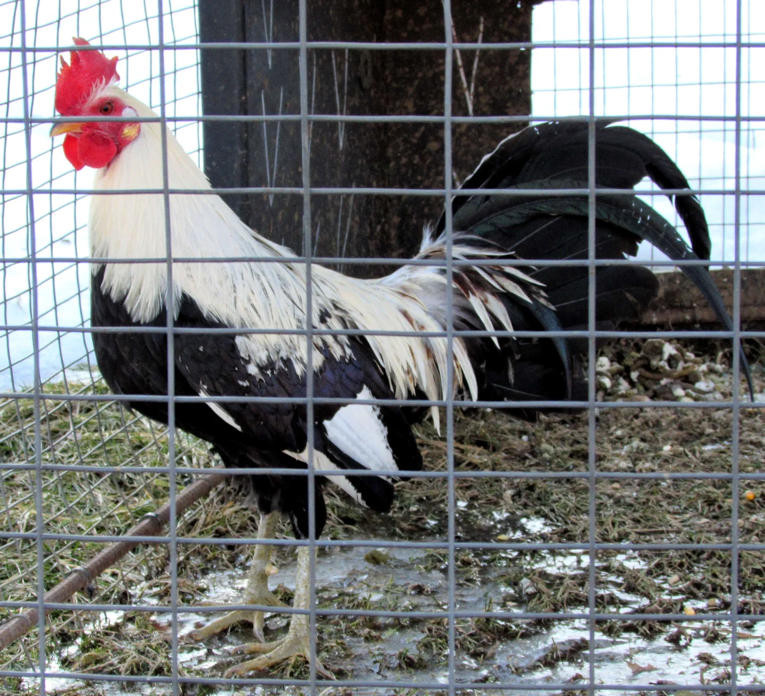 Regular Grey | Pinnon Hatch Farms