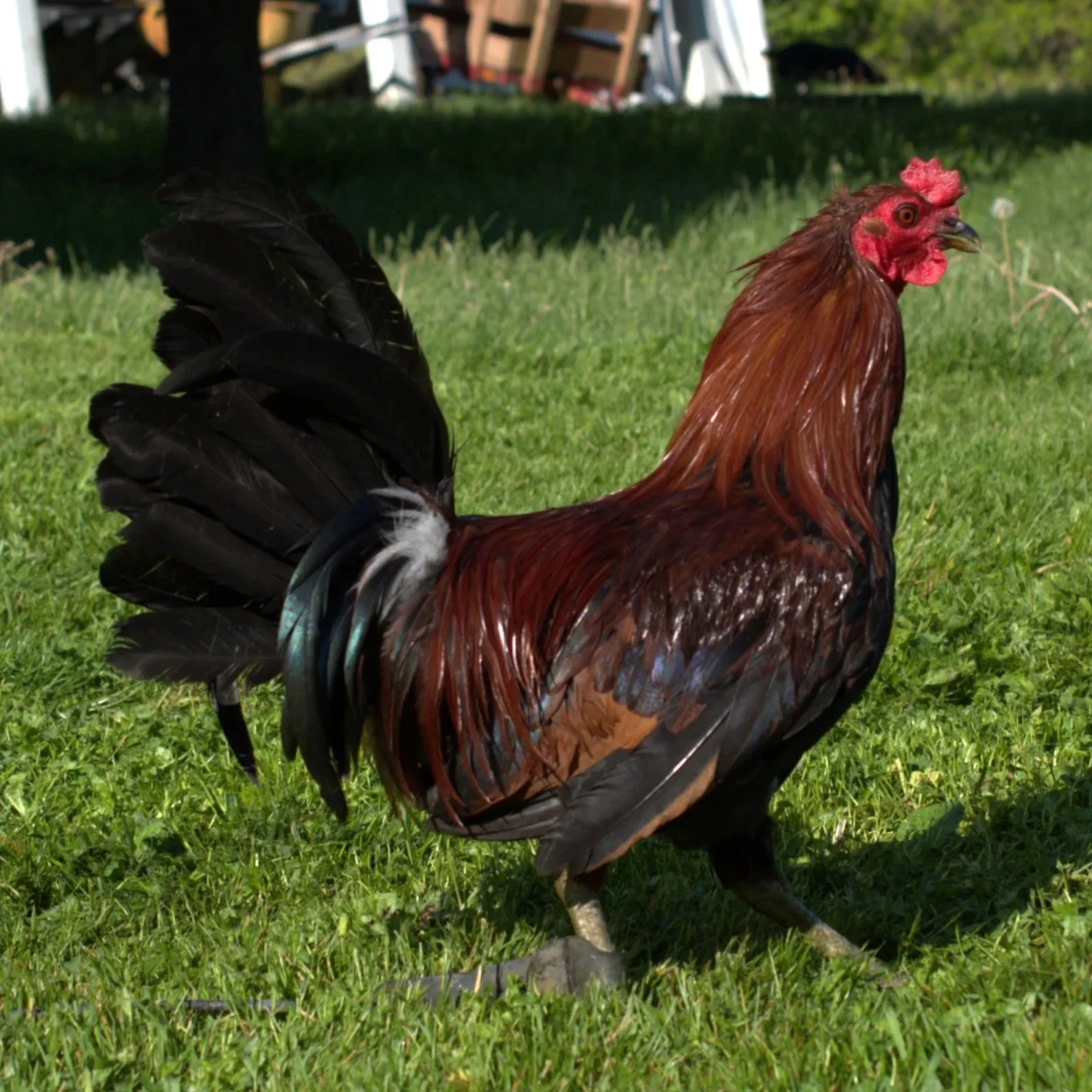 A5-LEIPER-1.jpg