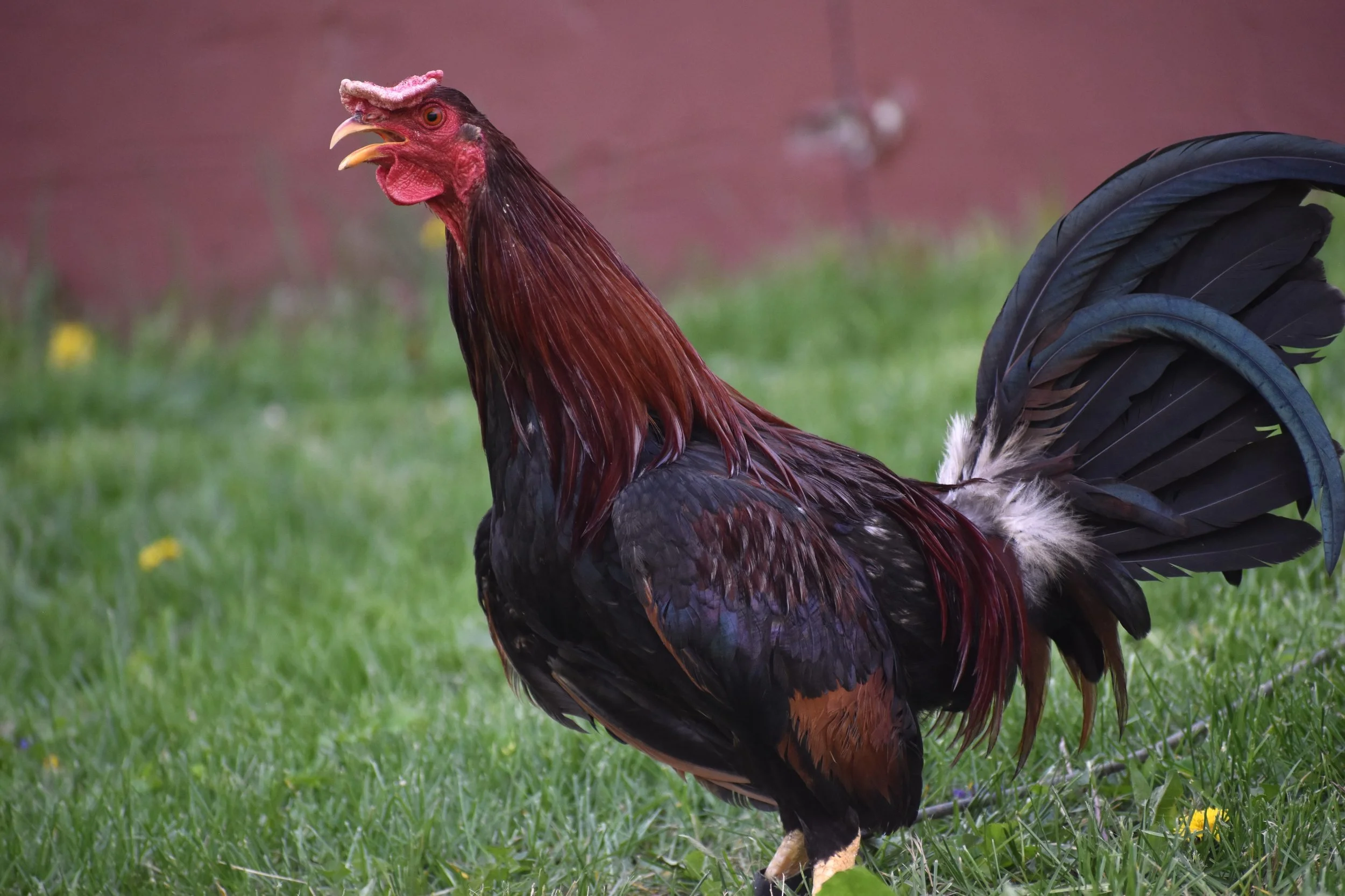 Reb Williams Albany Stag (H2-041026)