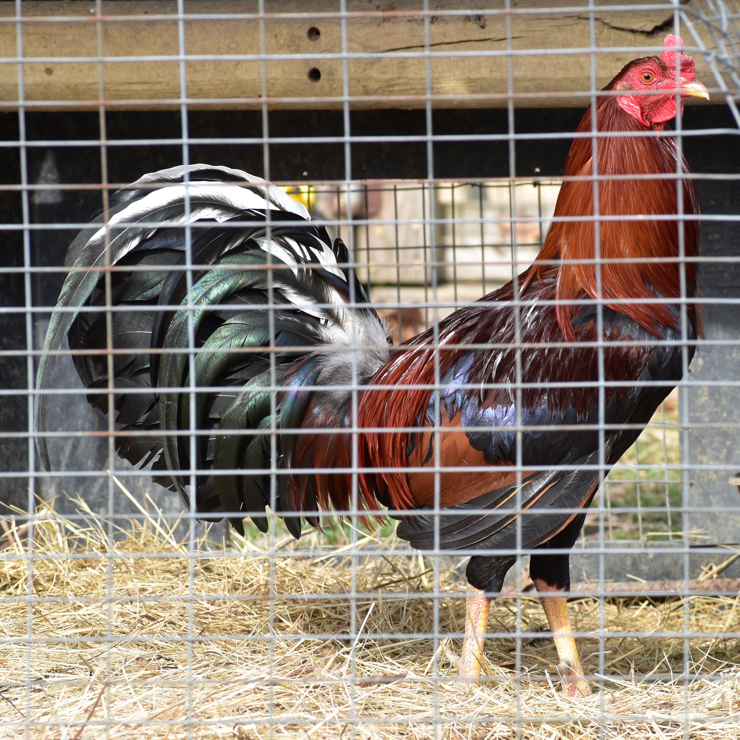 Yellow Leg Hatch Pair (G-010226)