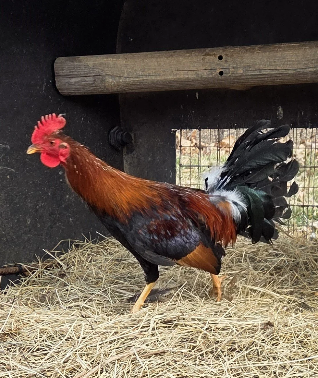 Madigan Claret Stag (Z-022426)