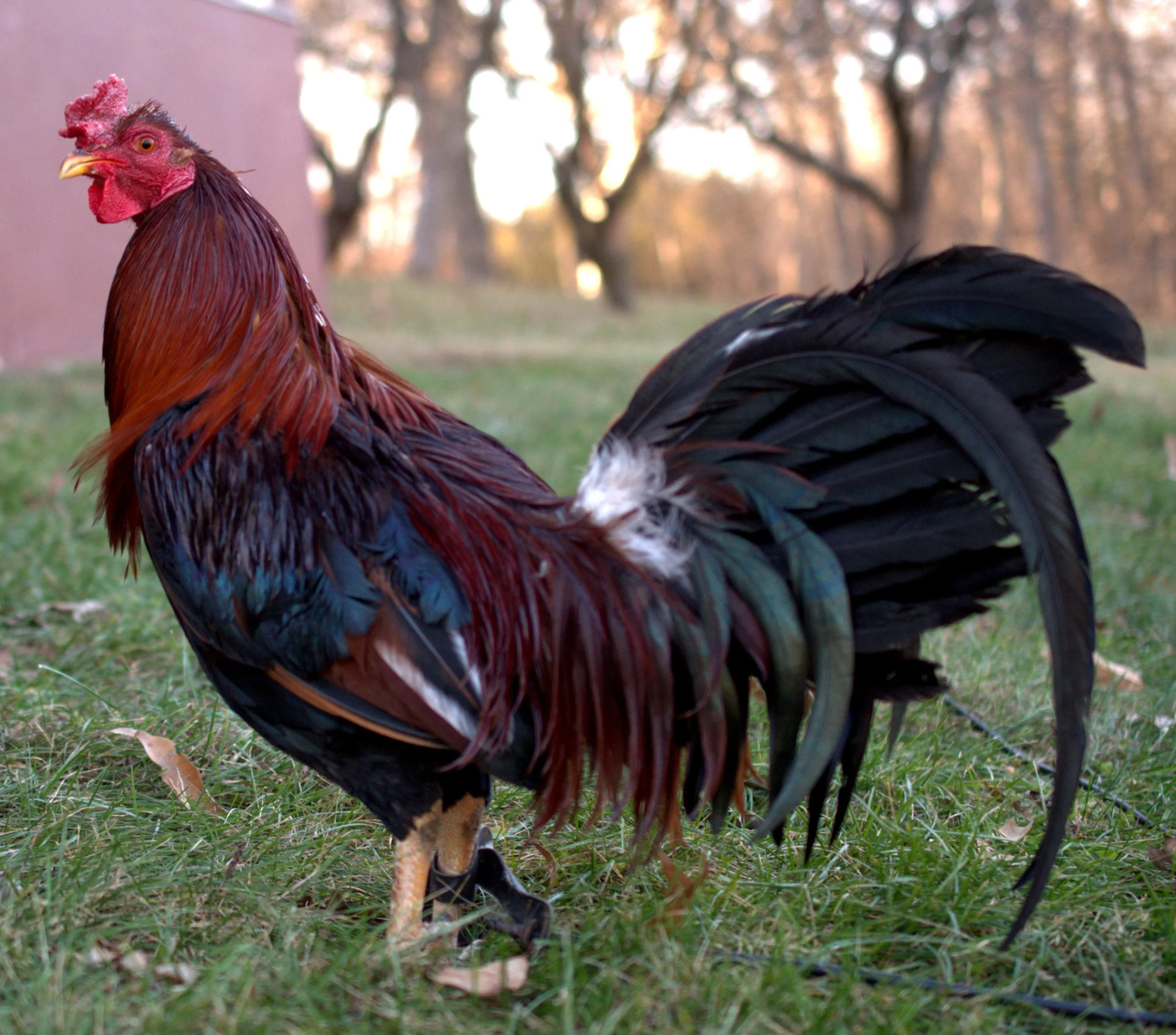 ALBANY T2 - 3 (1).JPG