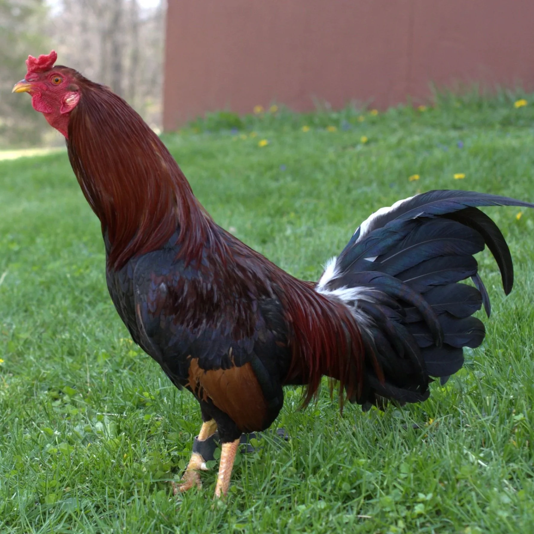 Madigan Claret Stag (B-041026)