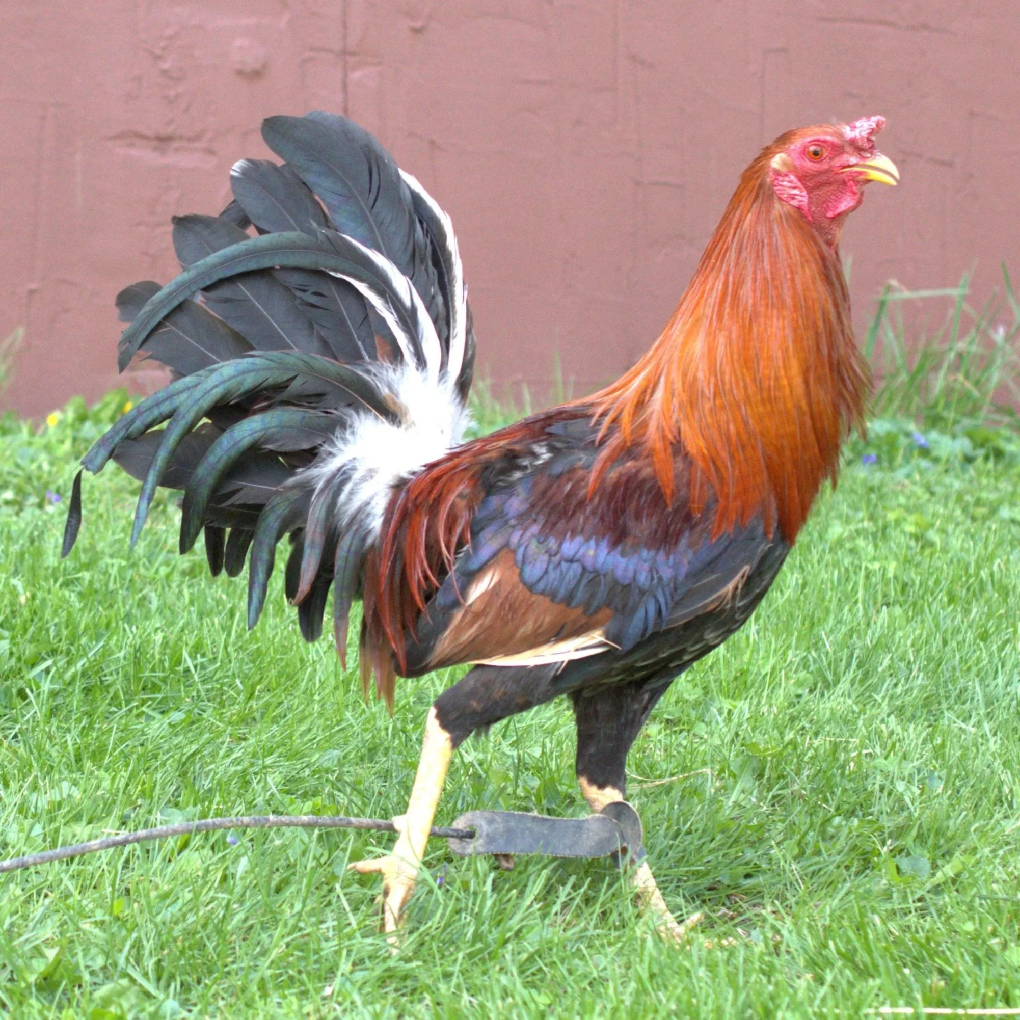 Radio Stag (F-041026)