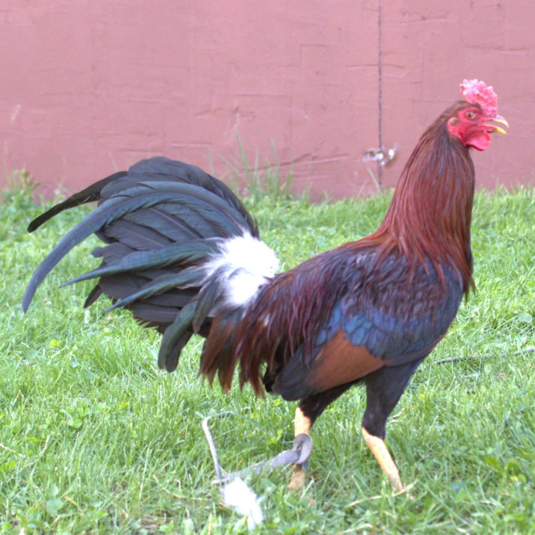 Madigan Claret Stag (B-041026)