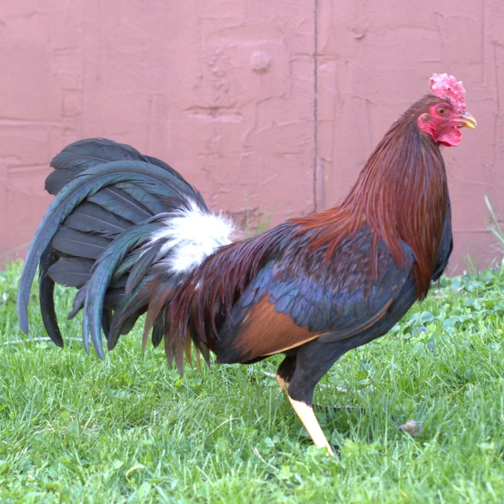 Madigan Claret Stag (B-041026)