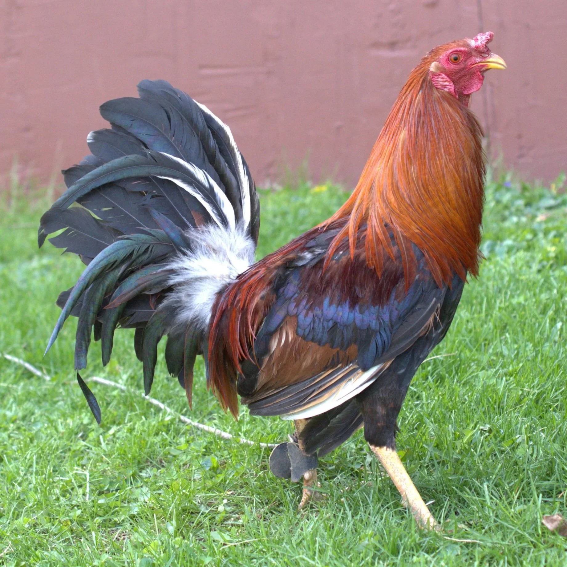 Radio Stag (F-041026)