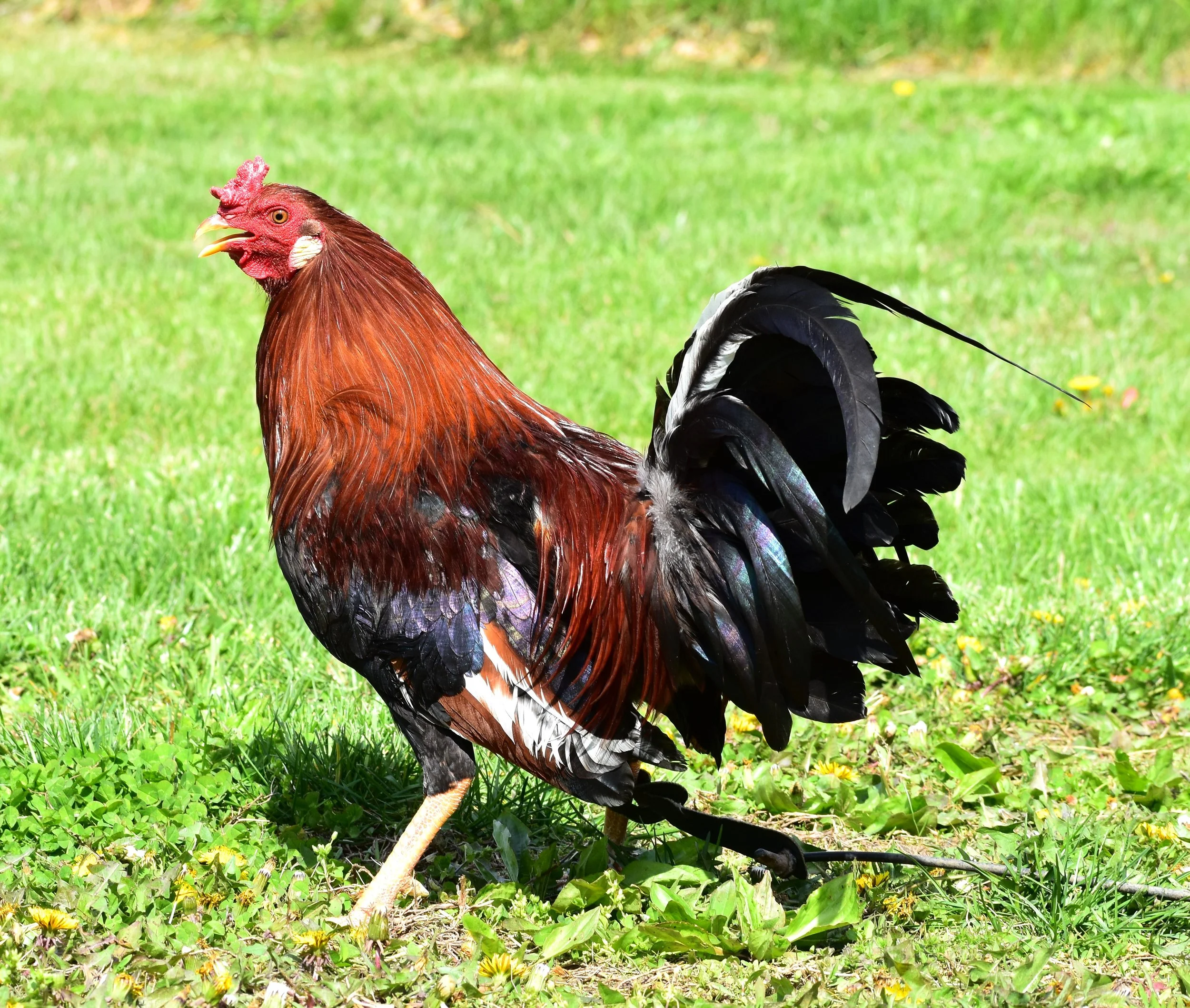 Yellow Leg Hatch Stag (M-041026)