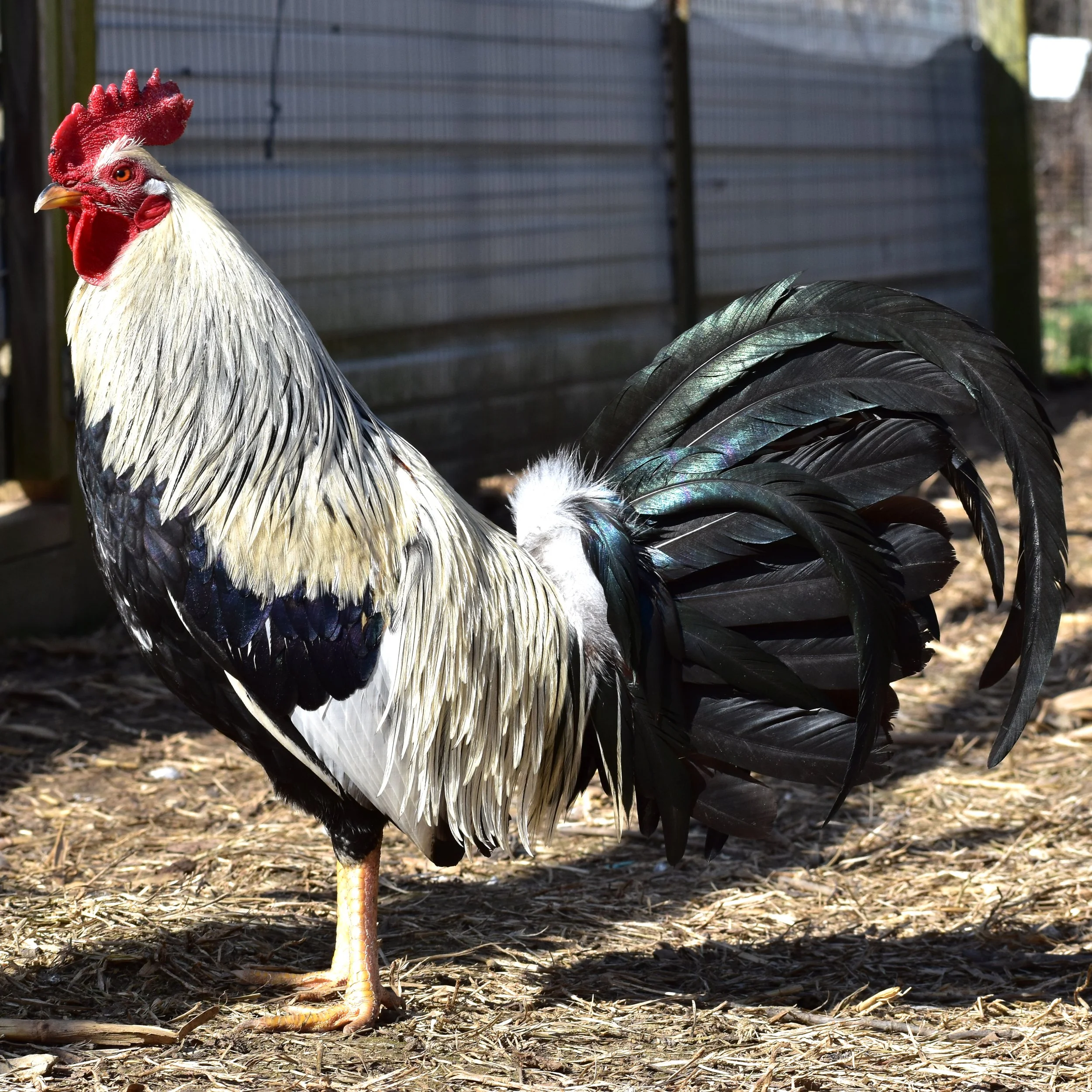Ginn Grey Toppy | Pinnon Hatch Farms