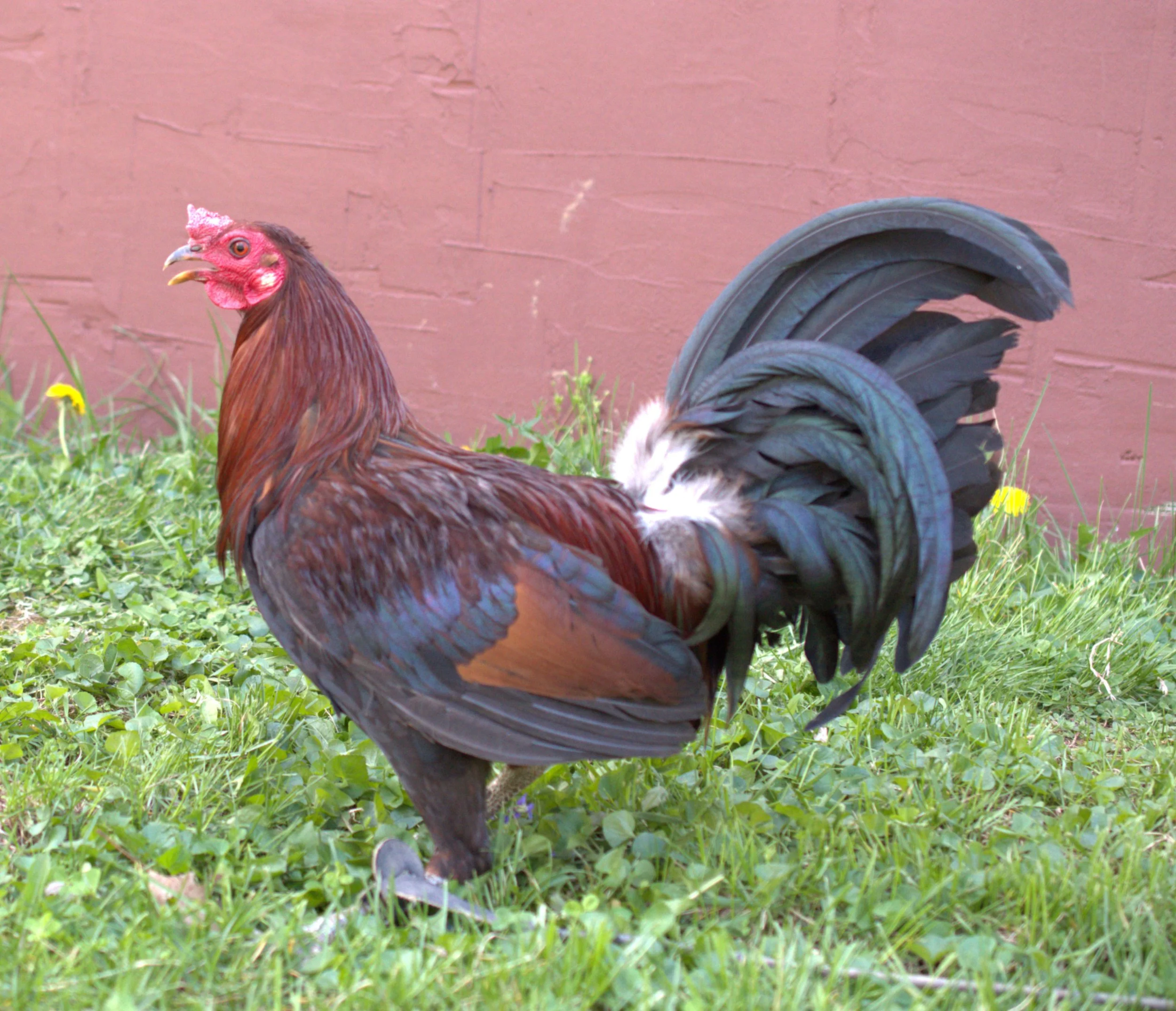 Rat Graves Leiper Stag (M-041026)