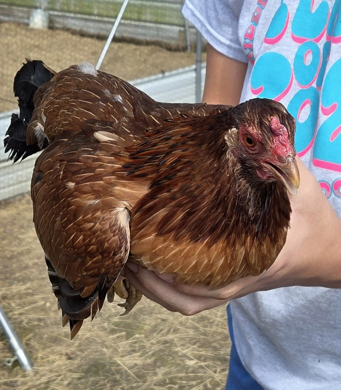 Yellow Leg Hatch Pair (P-041026)
