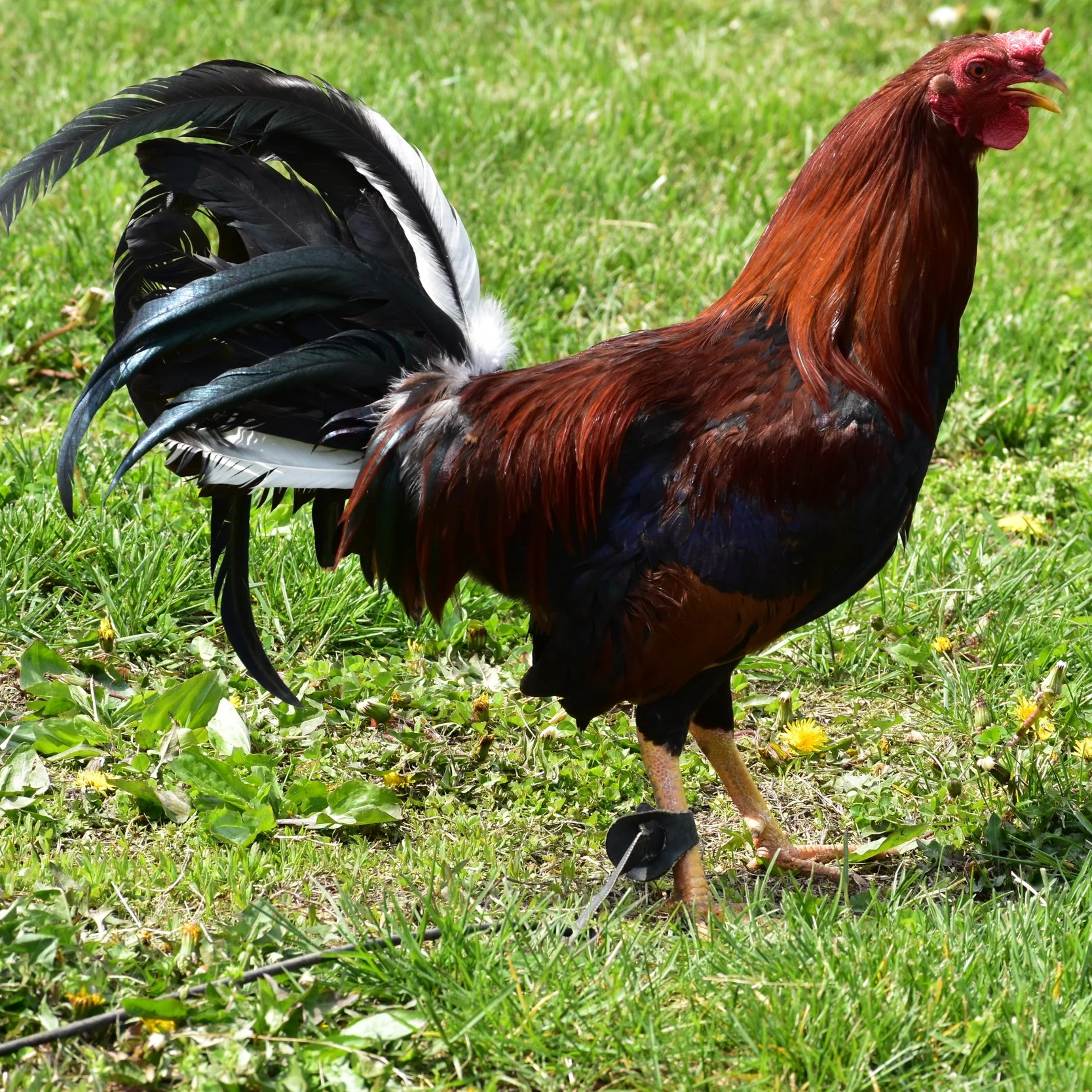 Yellow Leg Hatch Stag (J-041026)