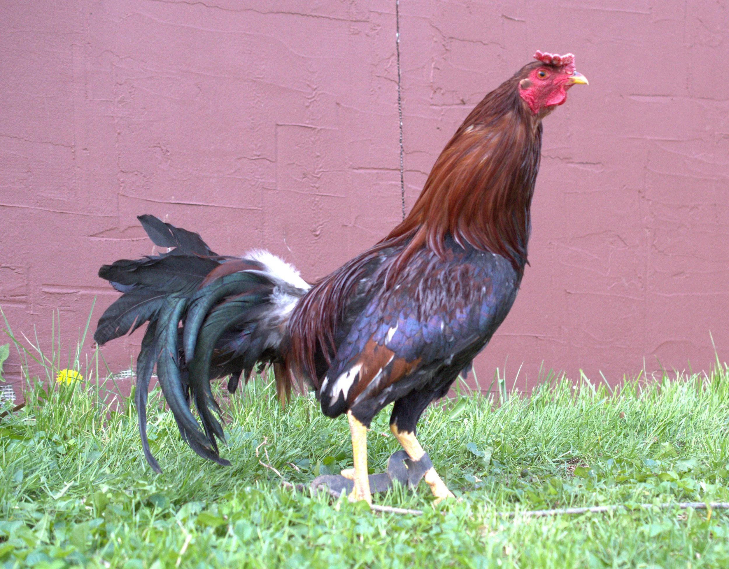 Reb Williams Albany Stag (VV-041026)