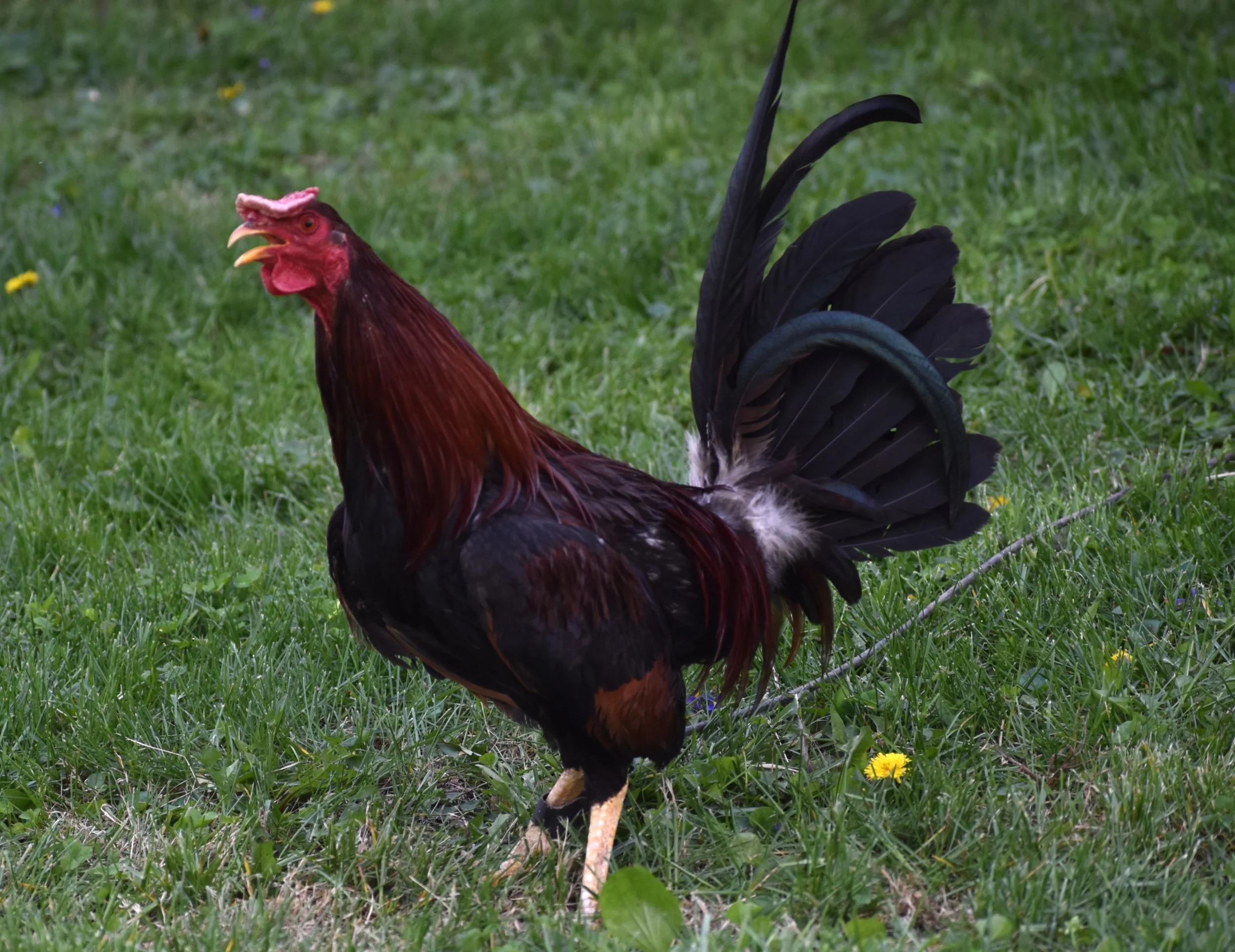 Reb Williams Albany Stag (H2-041026)