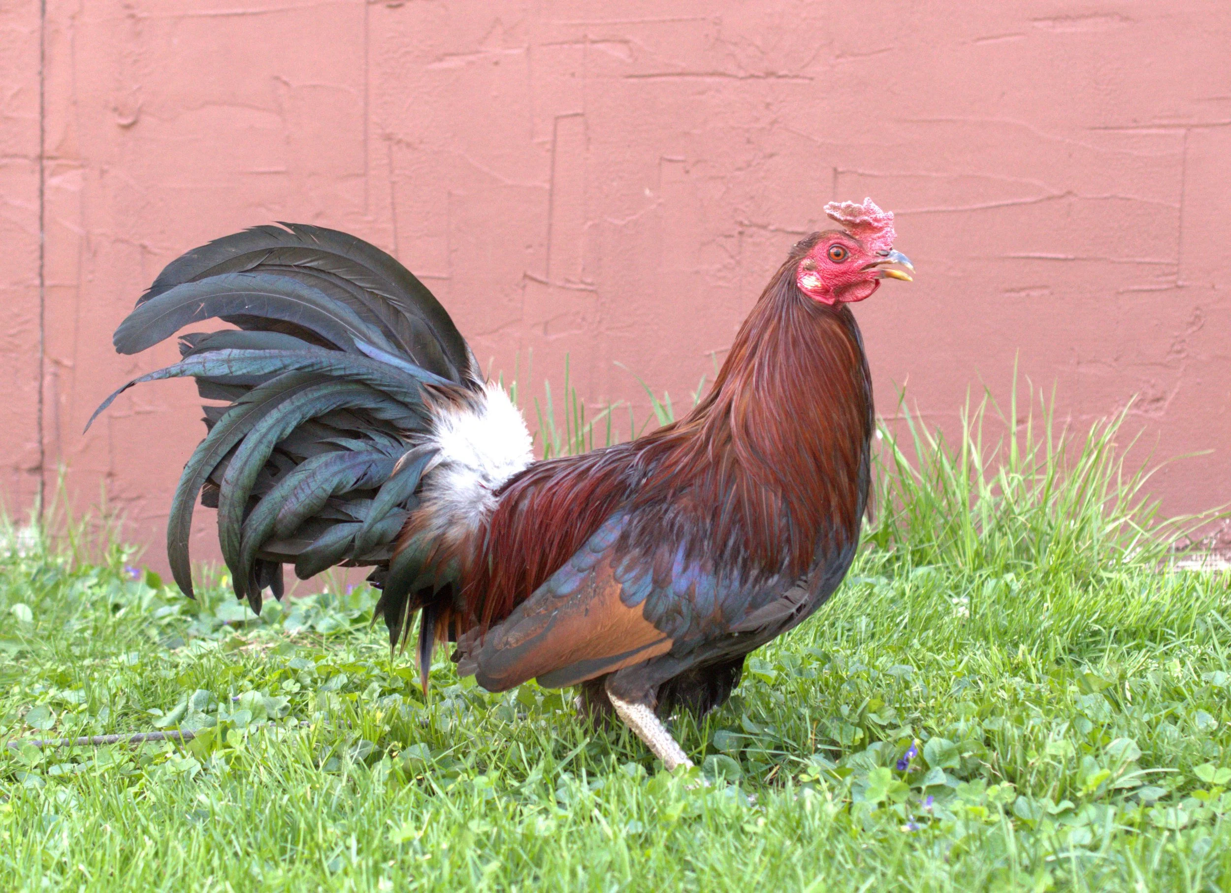 Rat Graves Leiper Stag (M-041026)