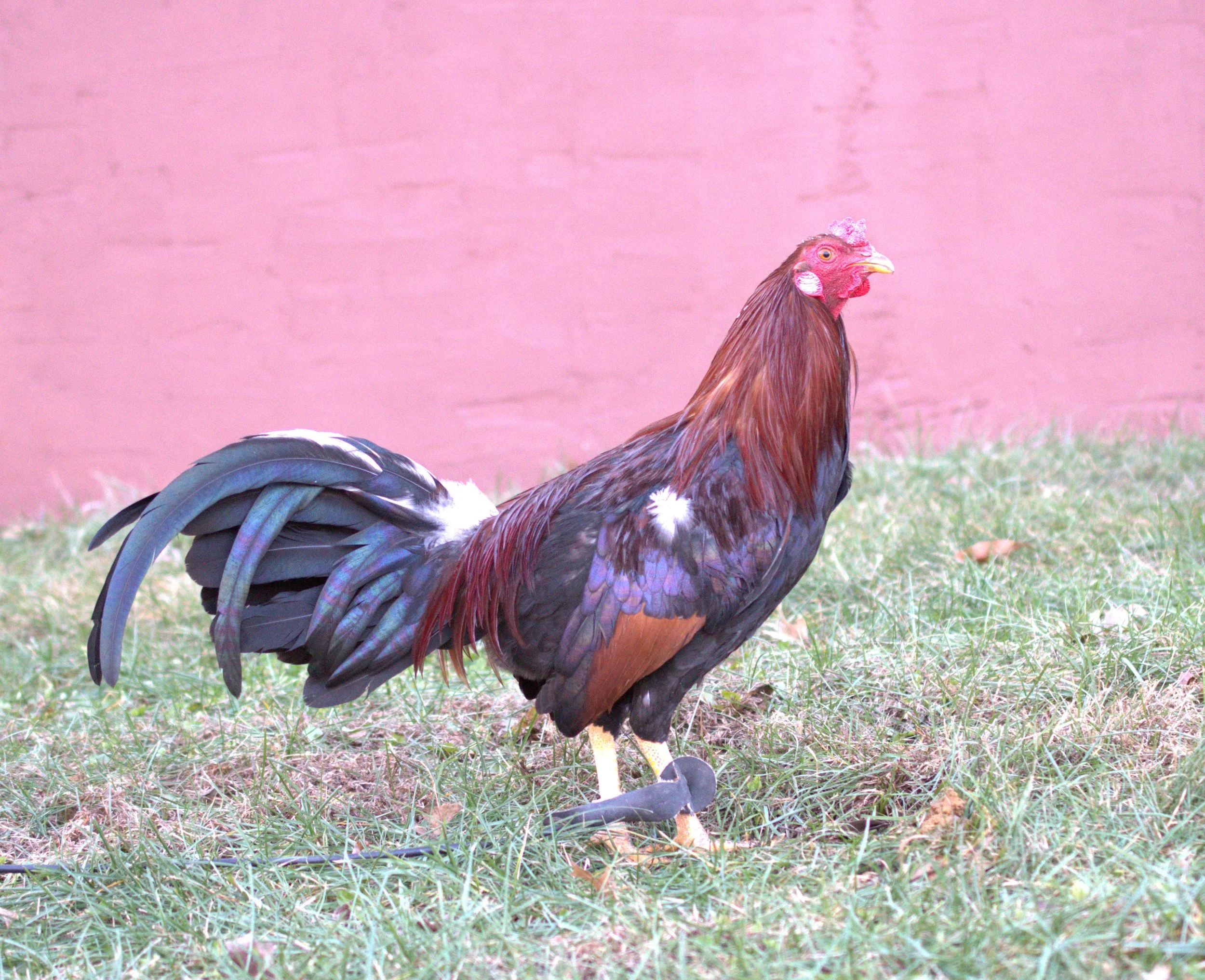 Yellow Leg Hatch Stag (V-010226)