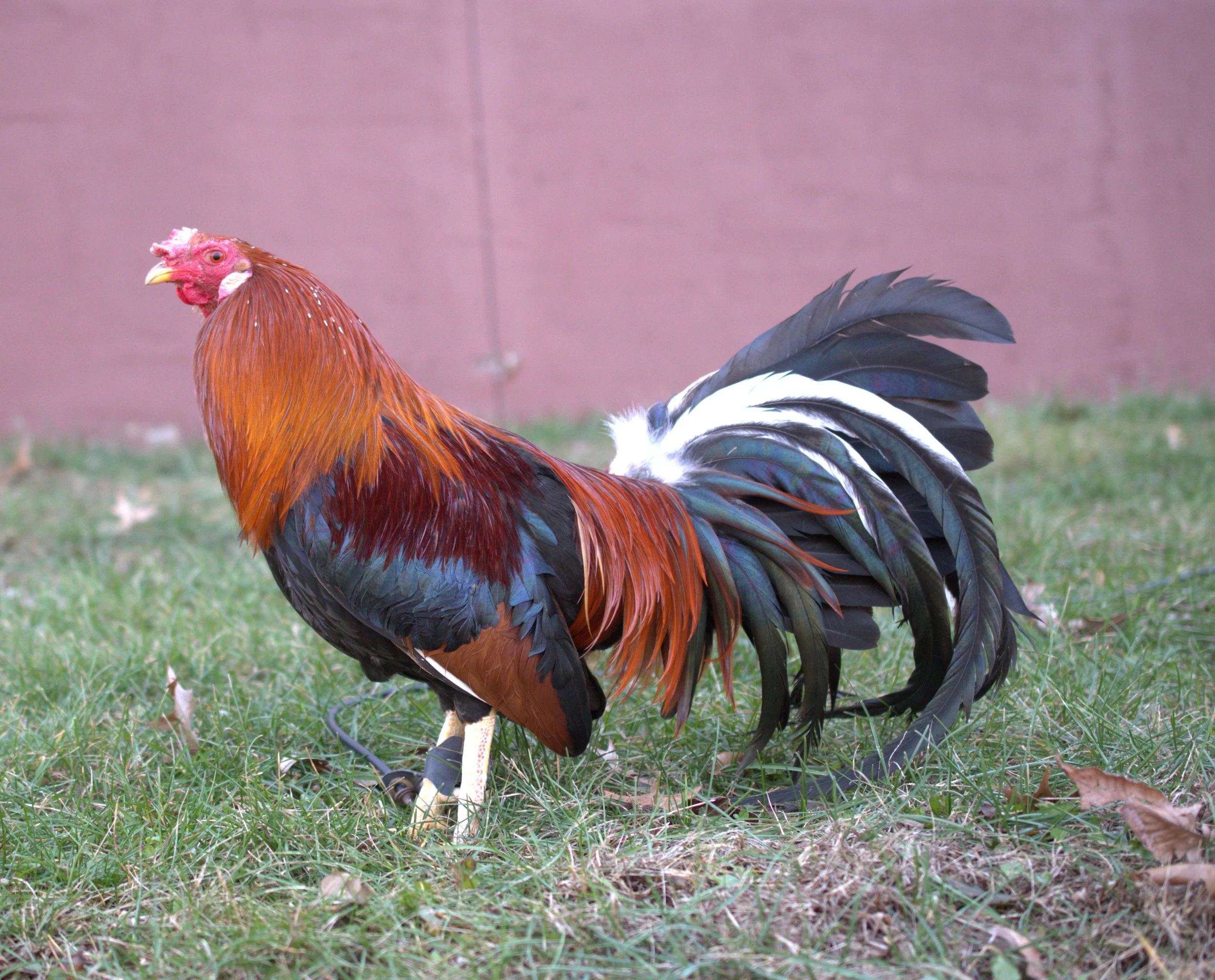 Yellow Leg Hatch Stag (S2-010226)