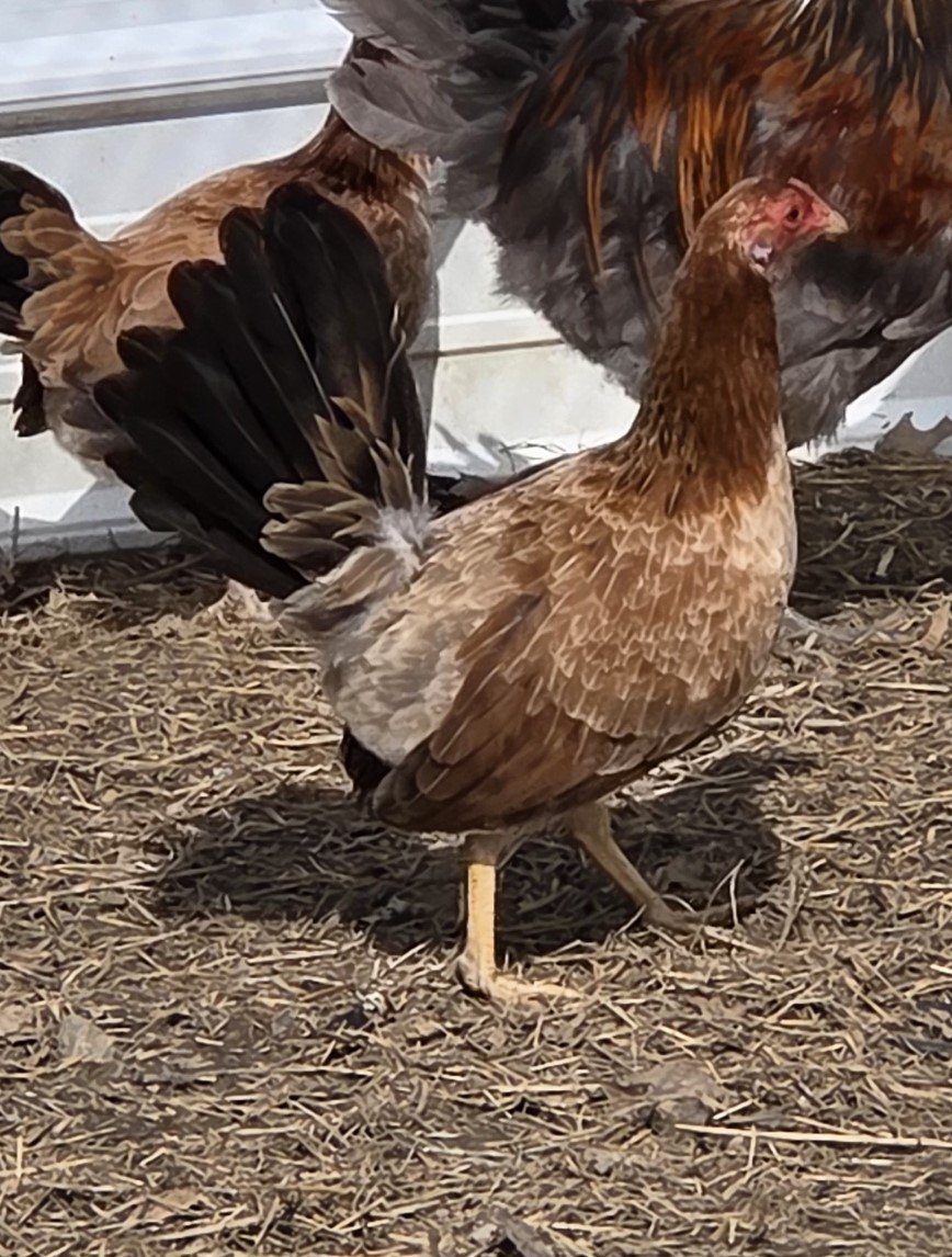 Yellow Leg Hatch Pair (P-041026)