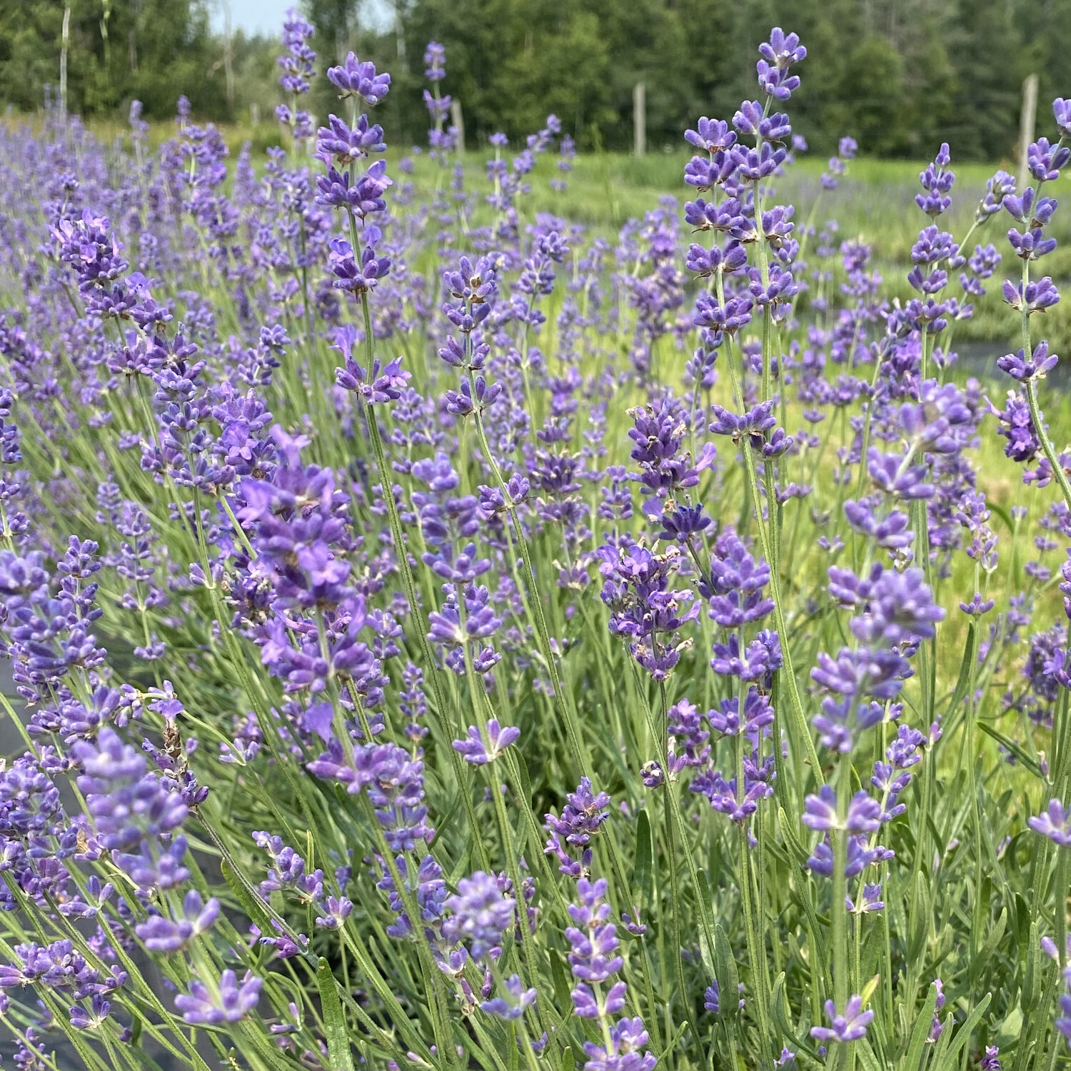 Dried Lavender Bouquet  Lavender Bundles – Willow Top Gardens