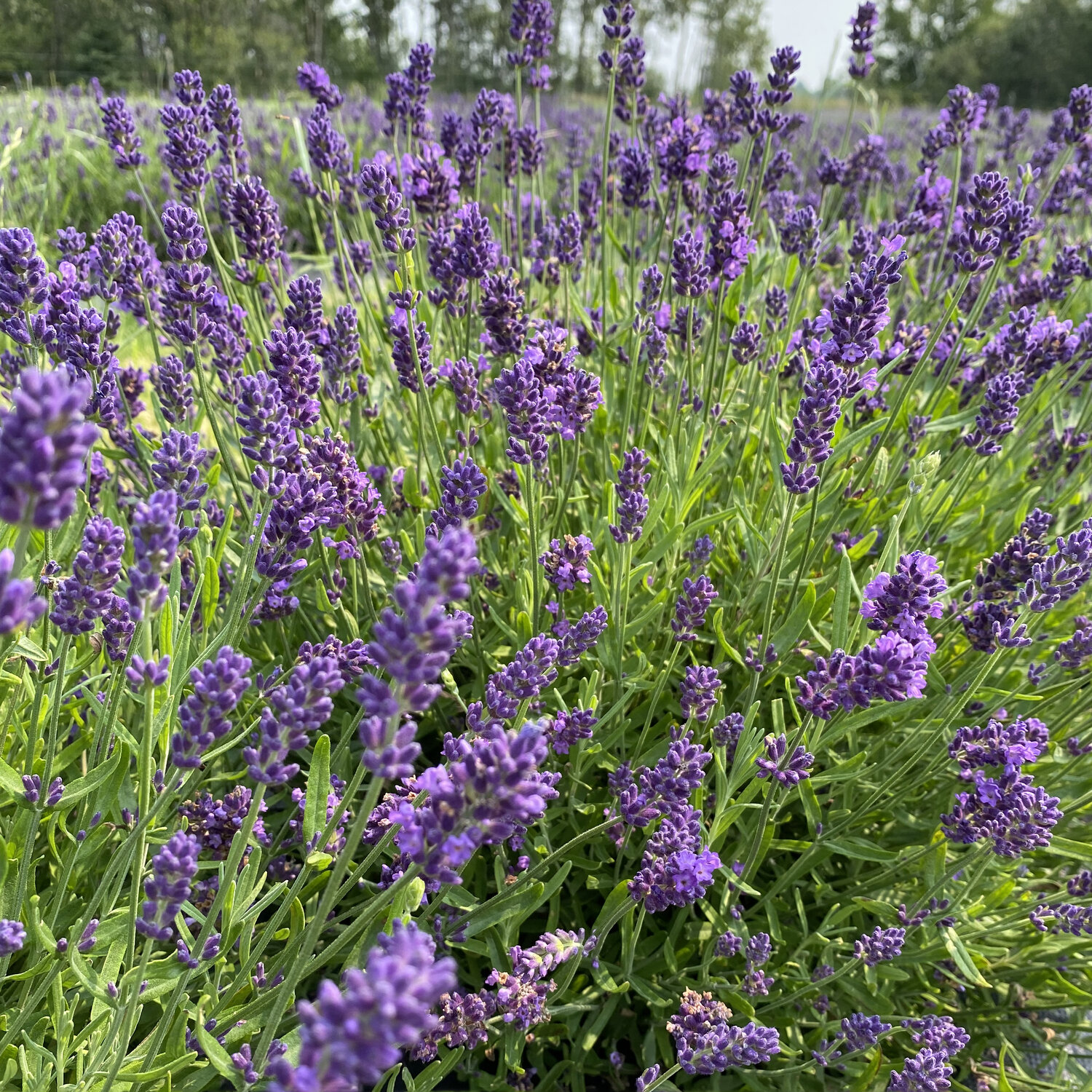 Dried Natural Lavender Bundle – Chic Artique