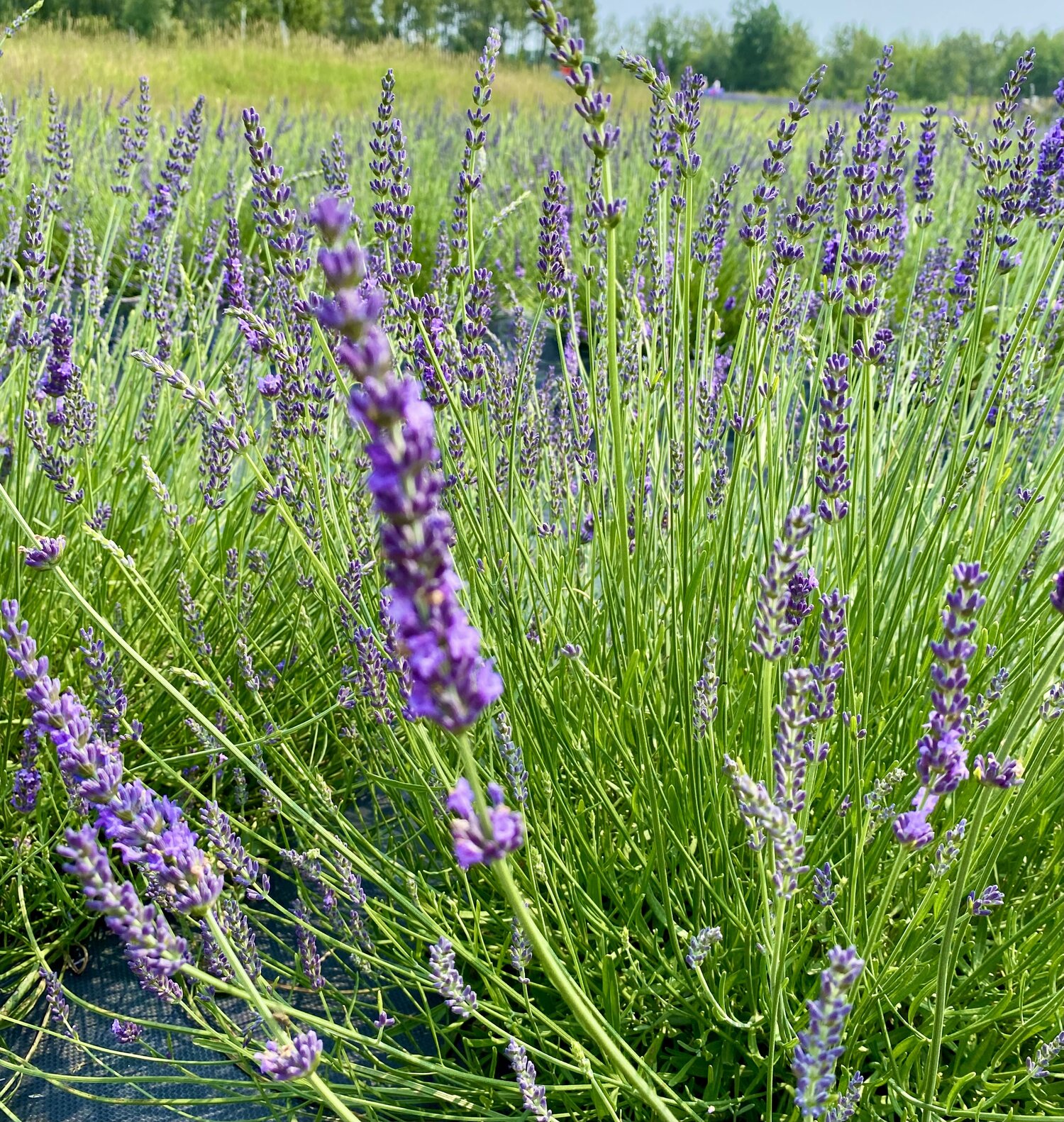 Dried Lavender Bundle – Lunenburg Lavender