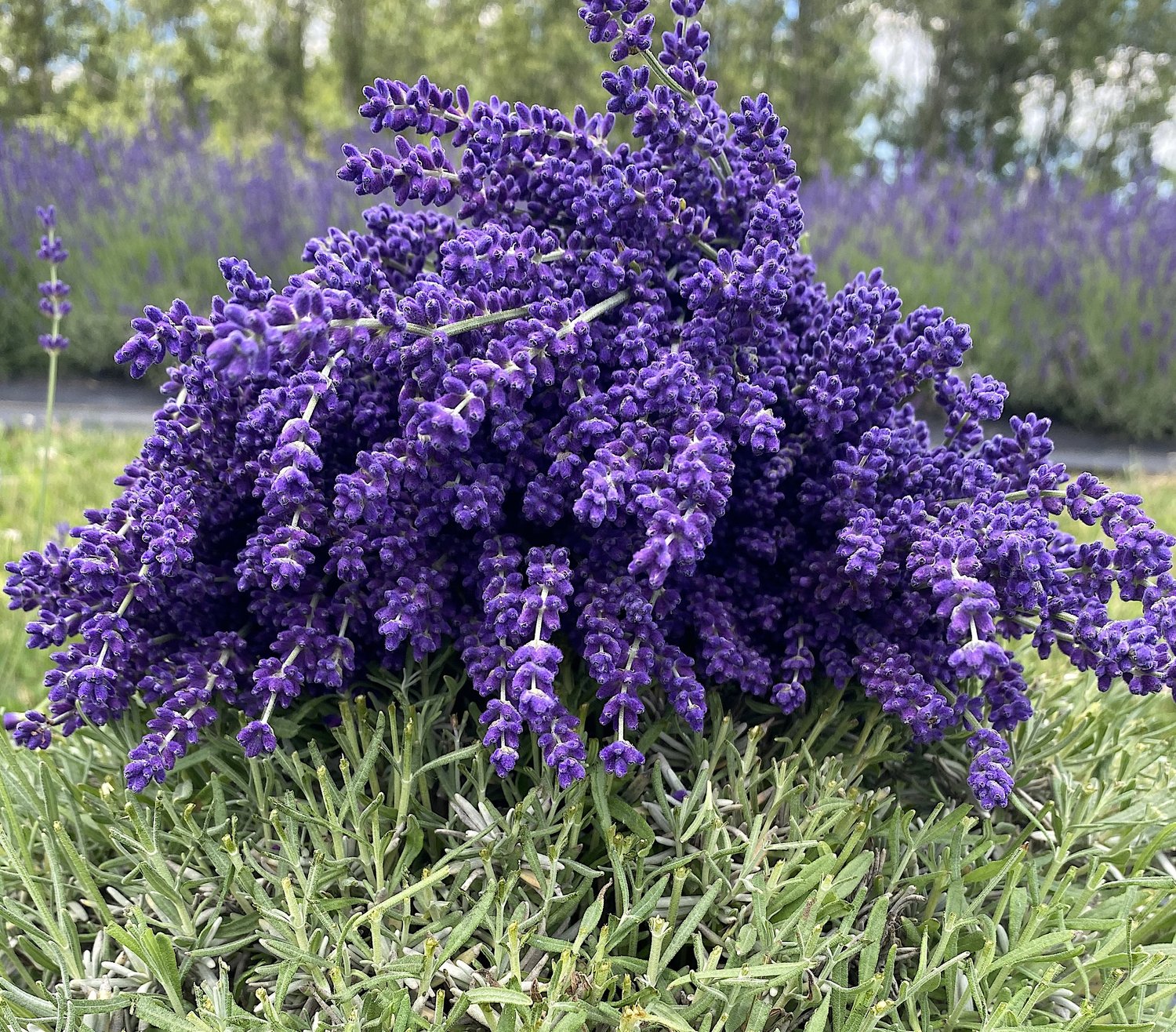 Dried Florals: Lavender Bundle – WildFlora