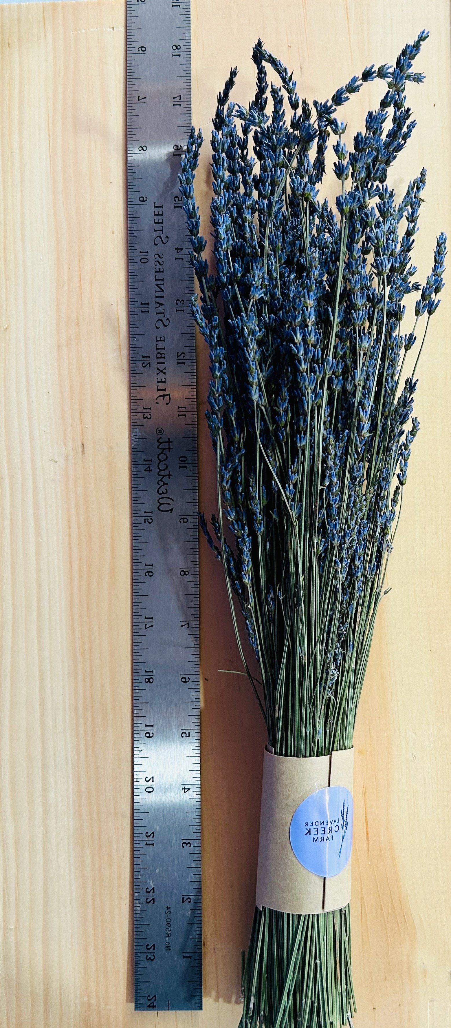 Gross with ruler 23.jpeg
